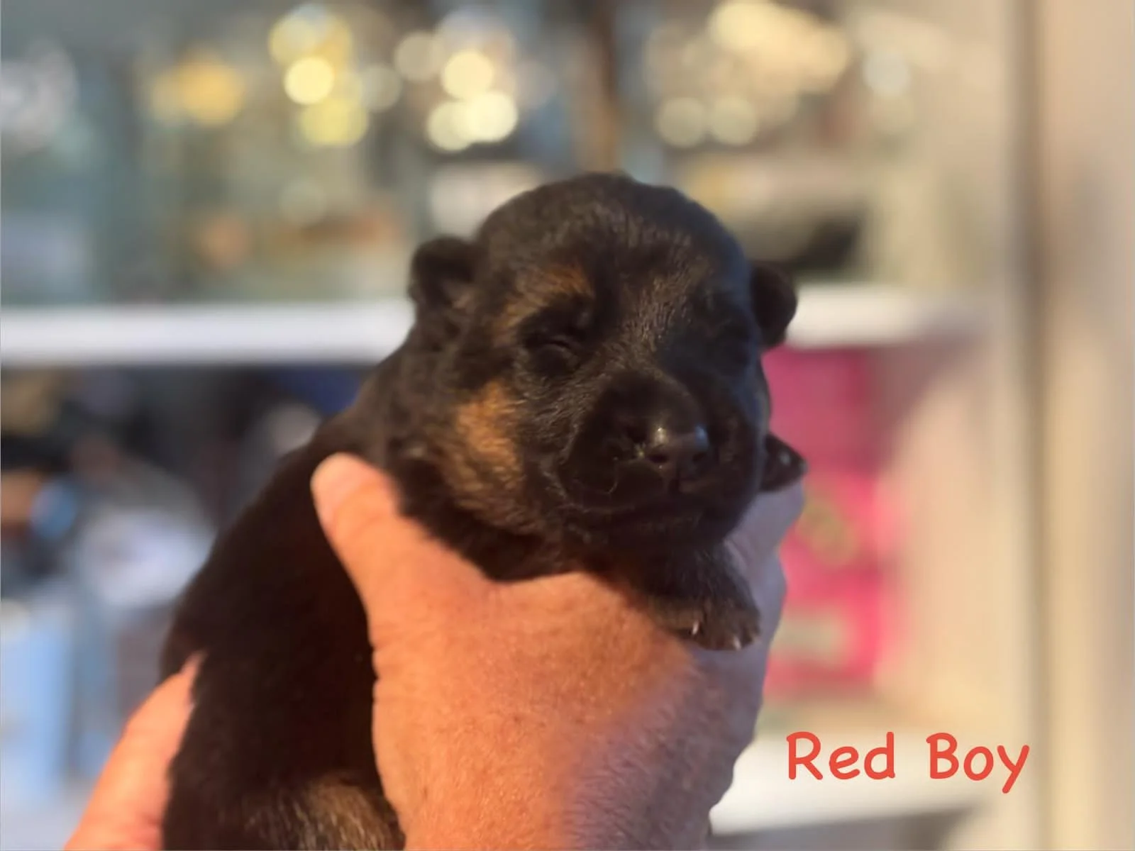 Red boy at one week