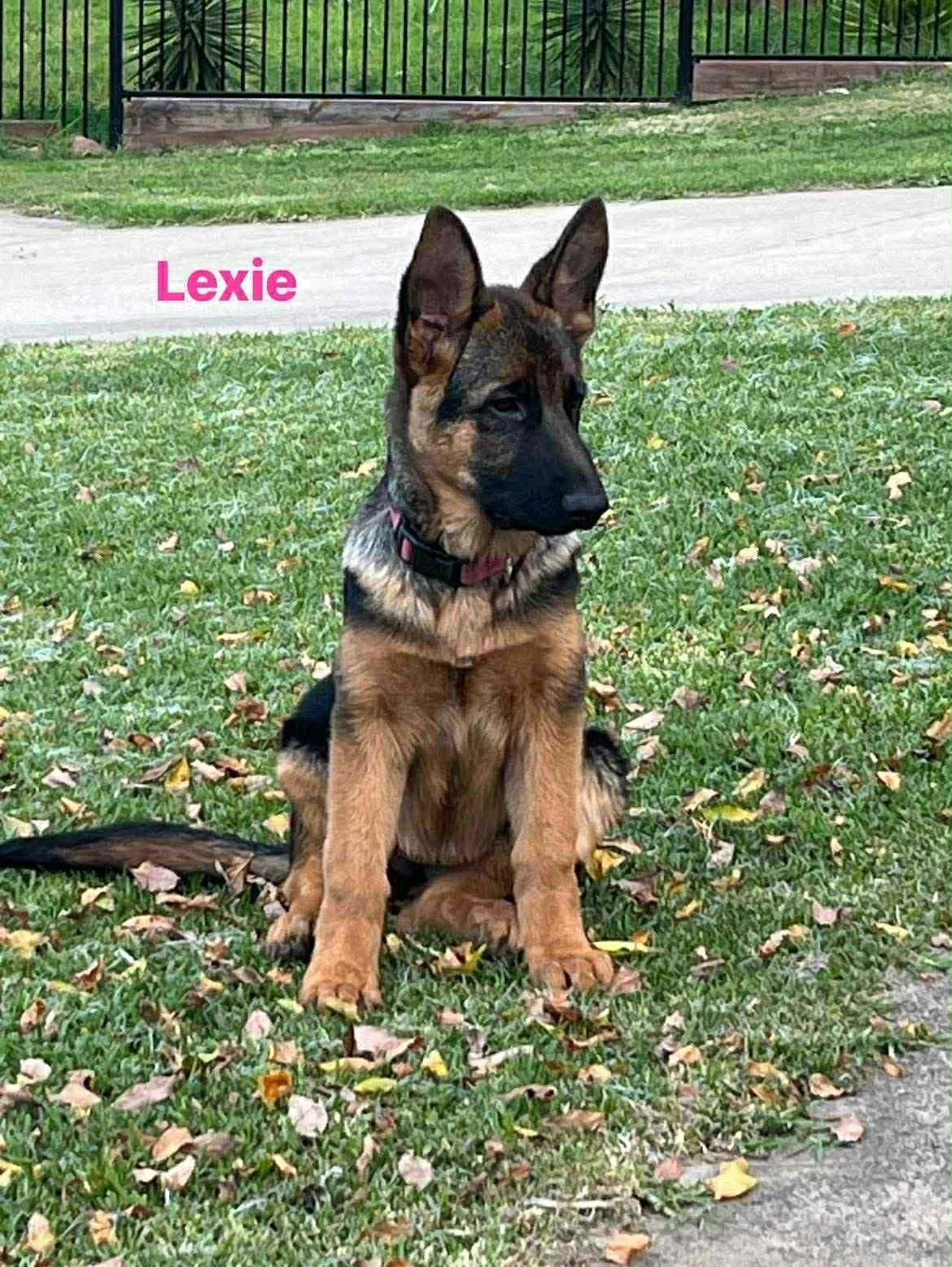 Lexie (purple collar girl) growing quick!