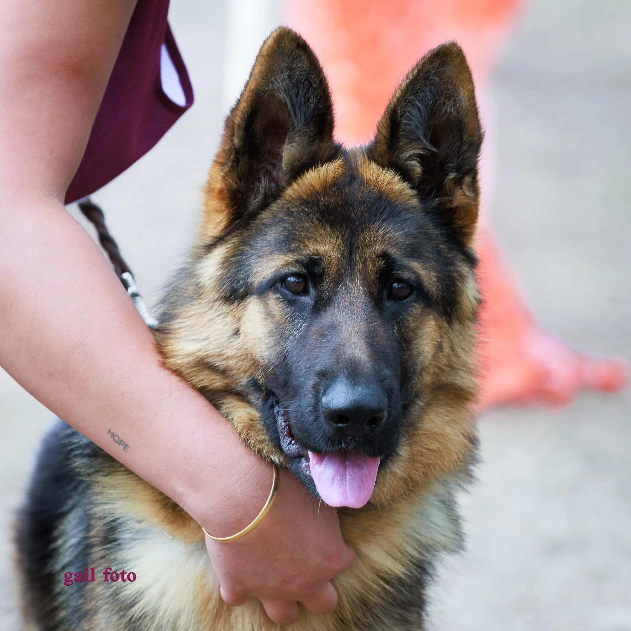Zaskia competing in QLD at the State Breed Exhibition at nine months