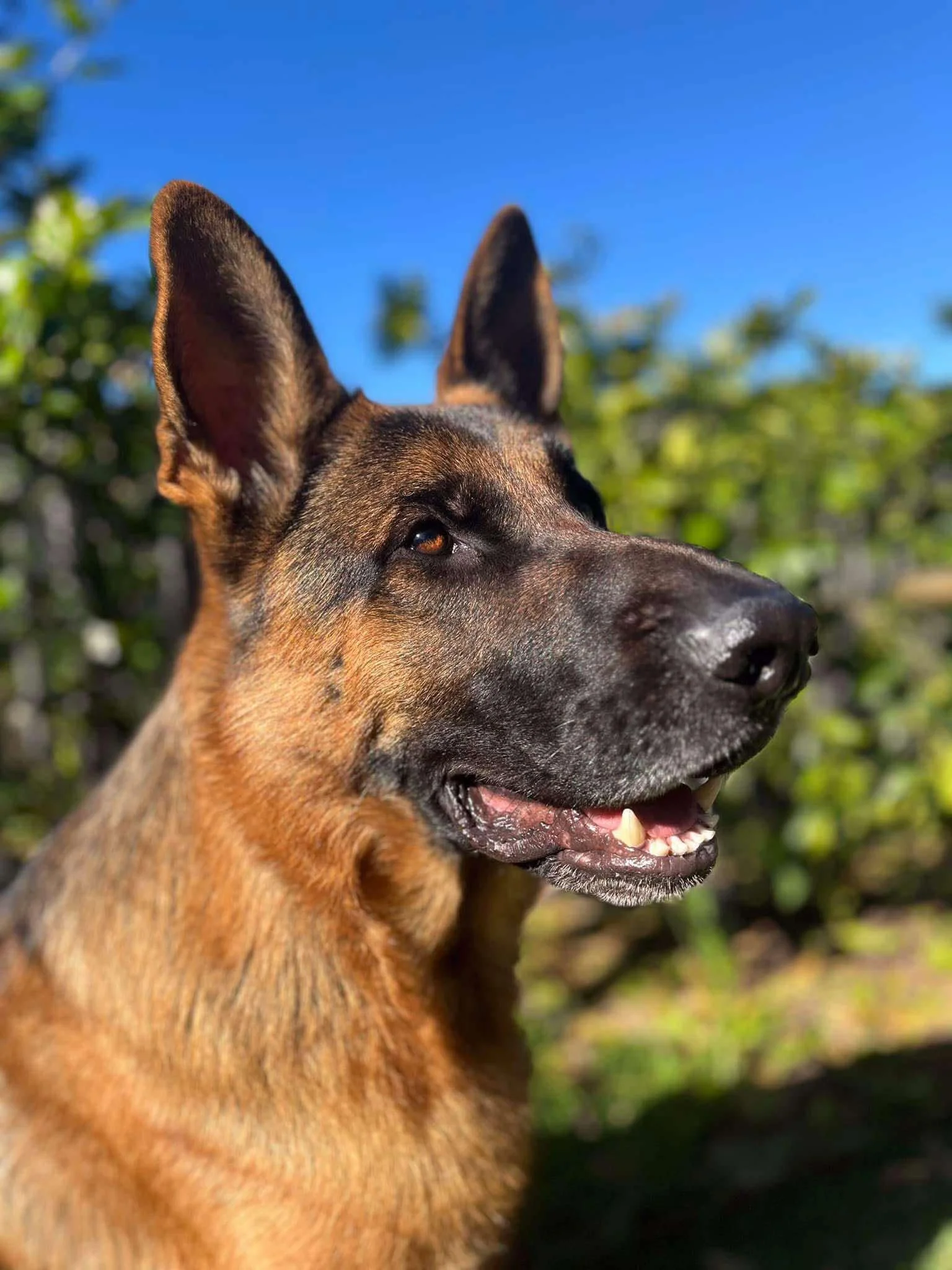 Vader’s parents sent through on birthday