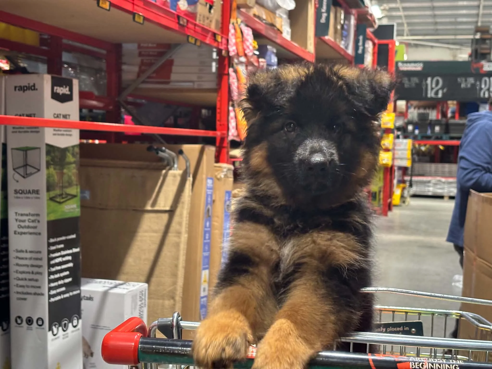 Purple girl (Nirvana) hanging out in Bunnings