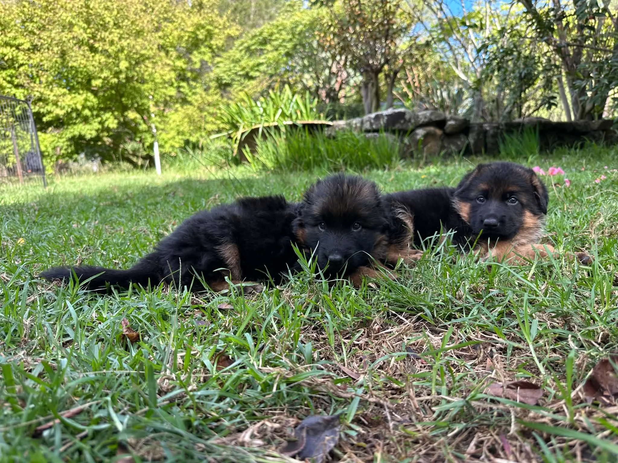 Puppies relaxing outside at five weeks