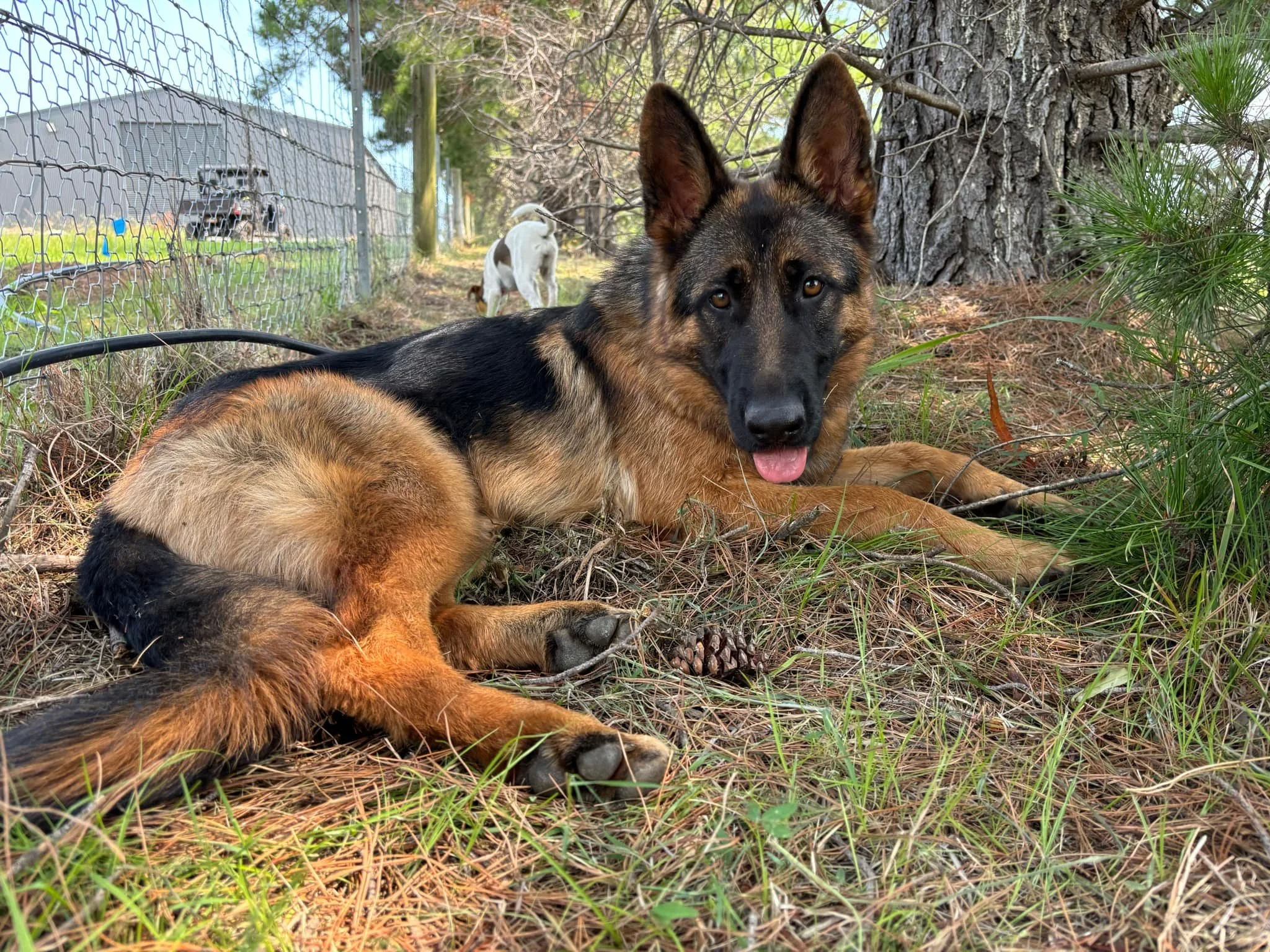 Heidi at nine months