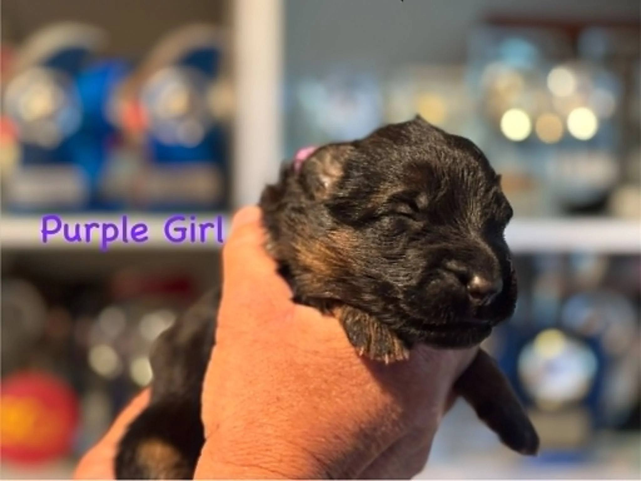 Purple girl at one week