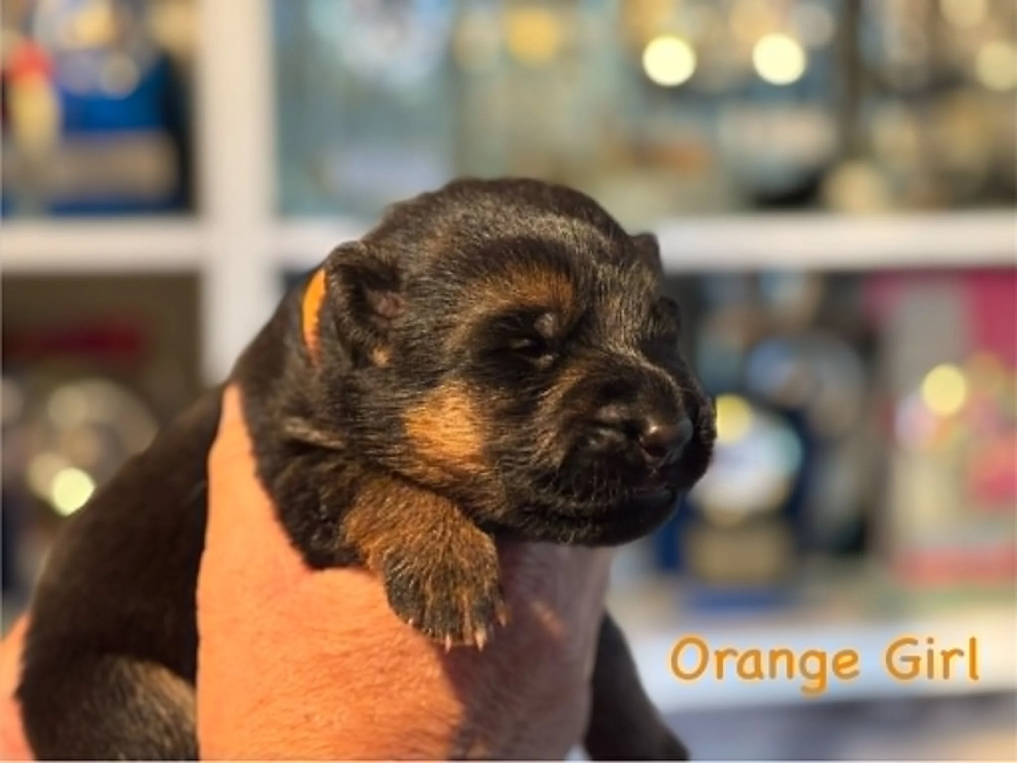 Orange girl at one week