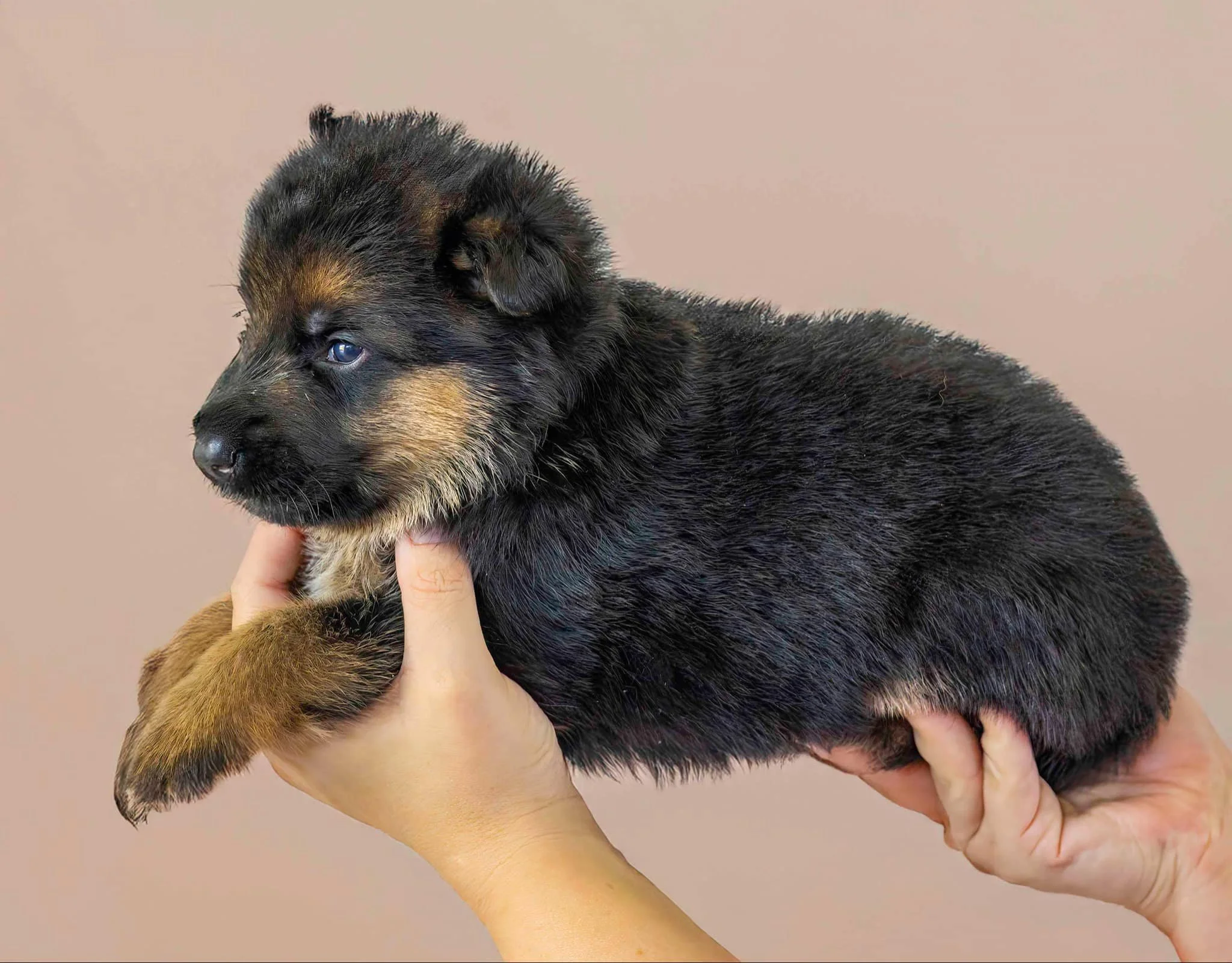 Purple collar girl at three weeks