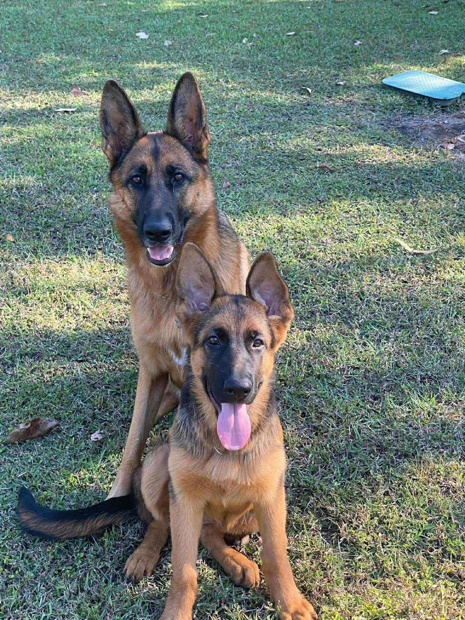 Shylo (yellow collar girl) with her big sister Marli from our C Litter