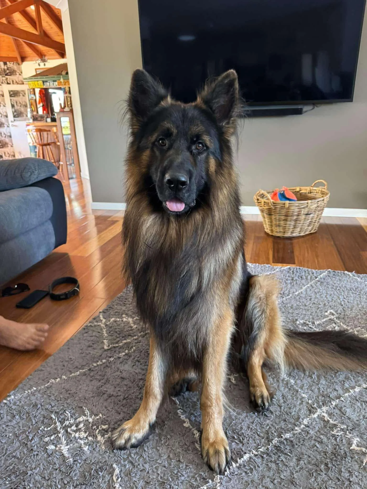 Absolutely stunning Wilson at 2 years of age