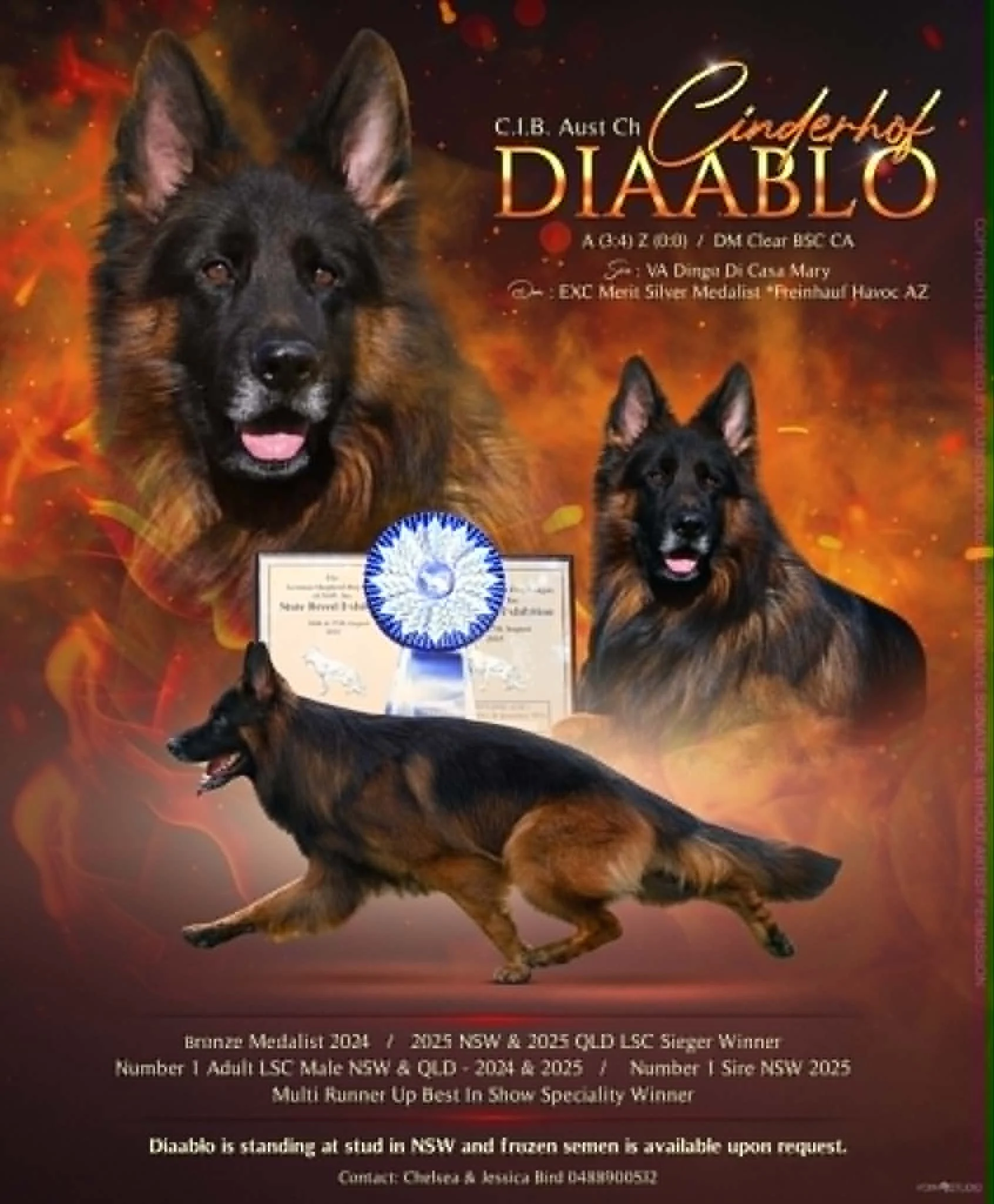 Sire: Cinderhof Diaablo AZ