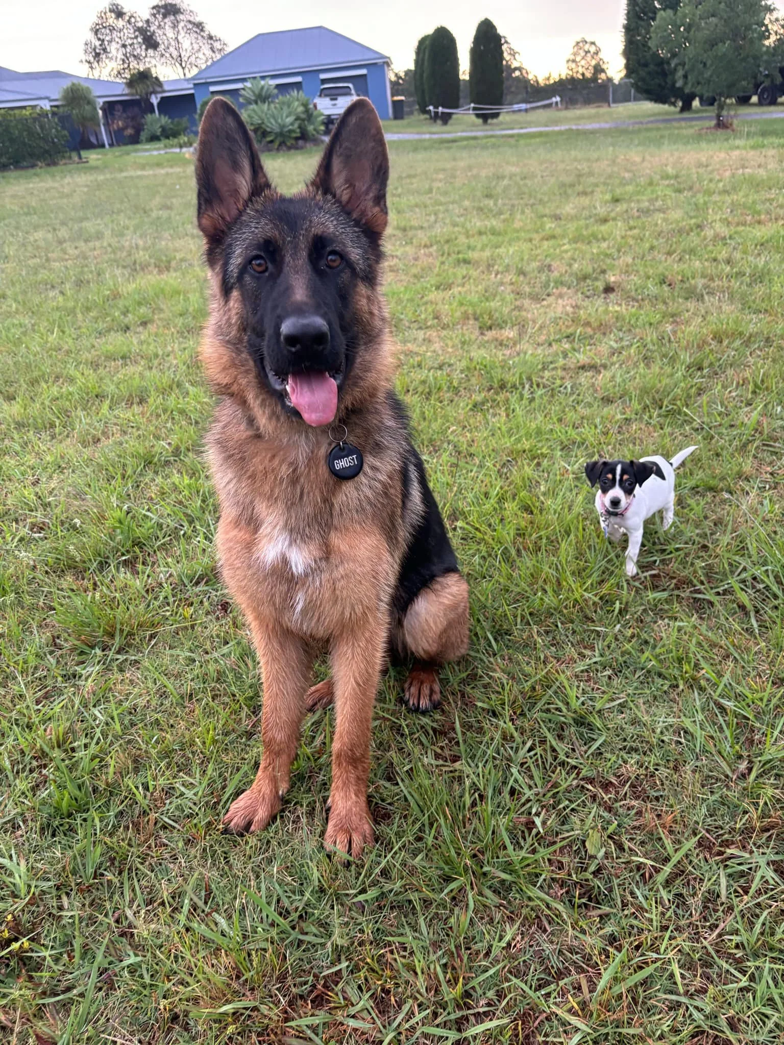 Heidi 'Ghost' at eight months loving life on the farm with her forever family
