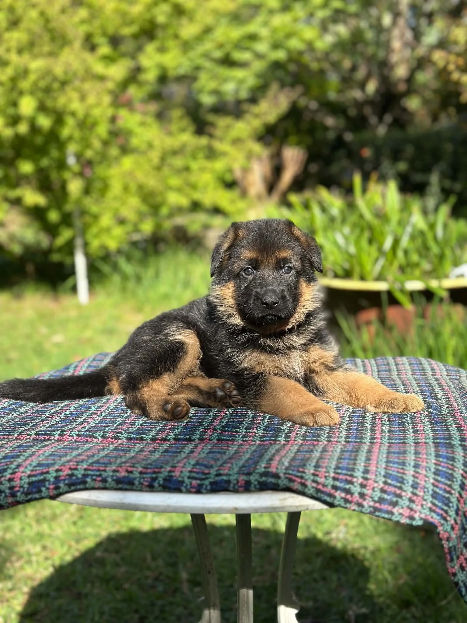 Red boy at five weeks
