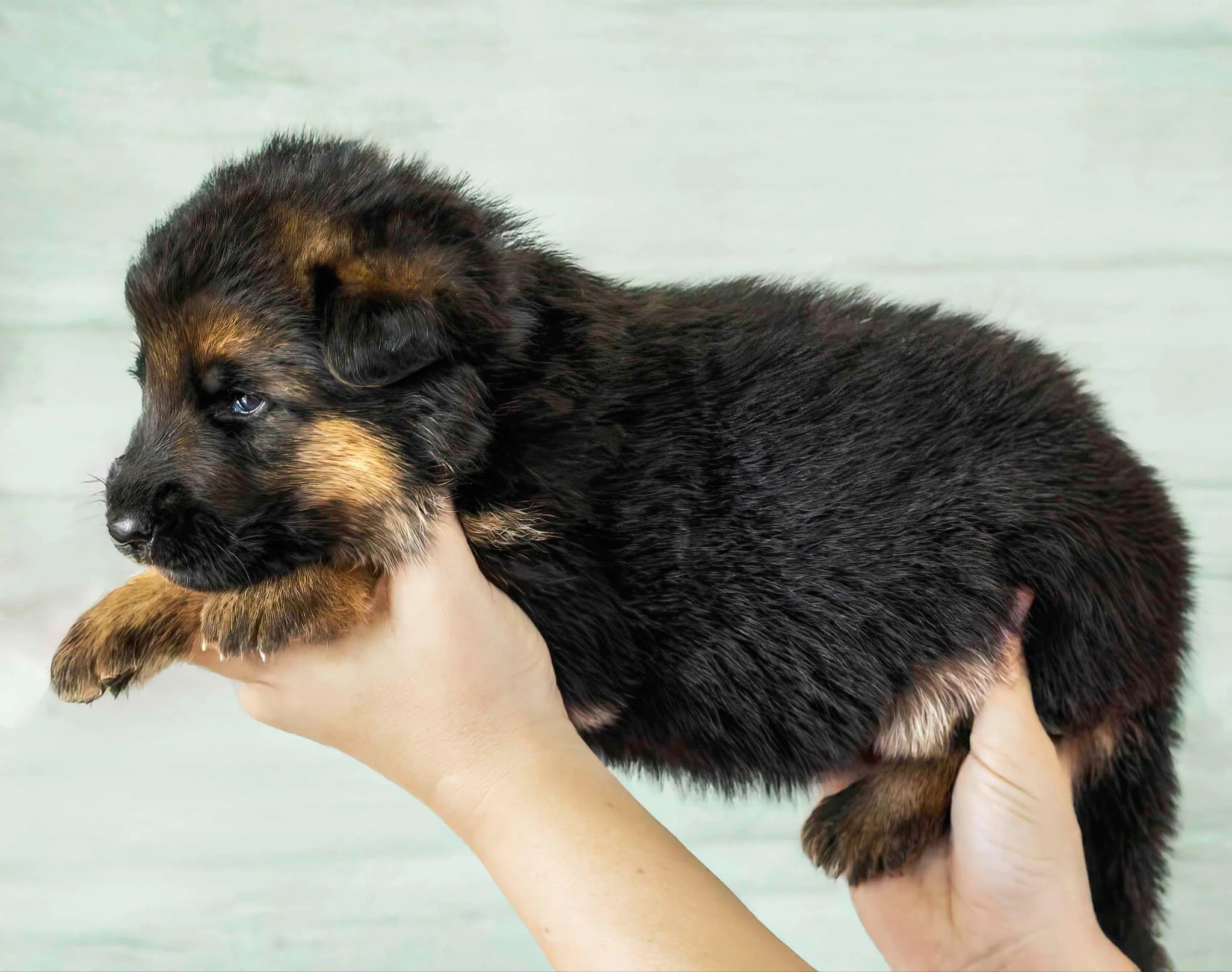 Blue collar boy at three weeks