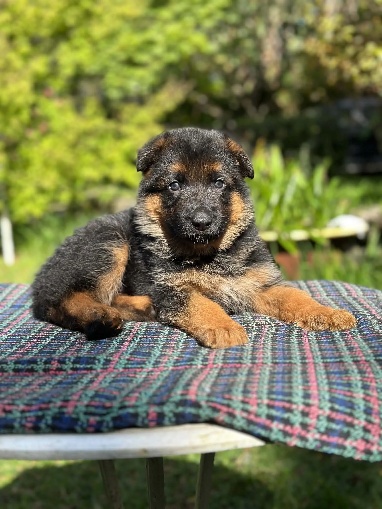 Blue boy at five weeks