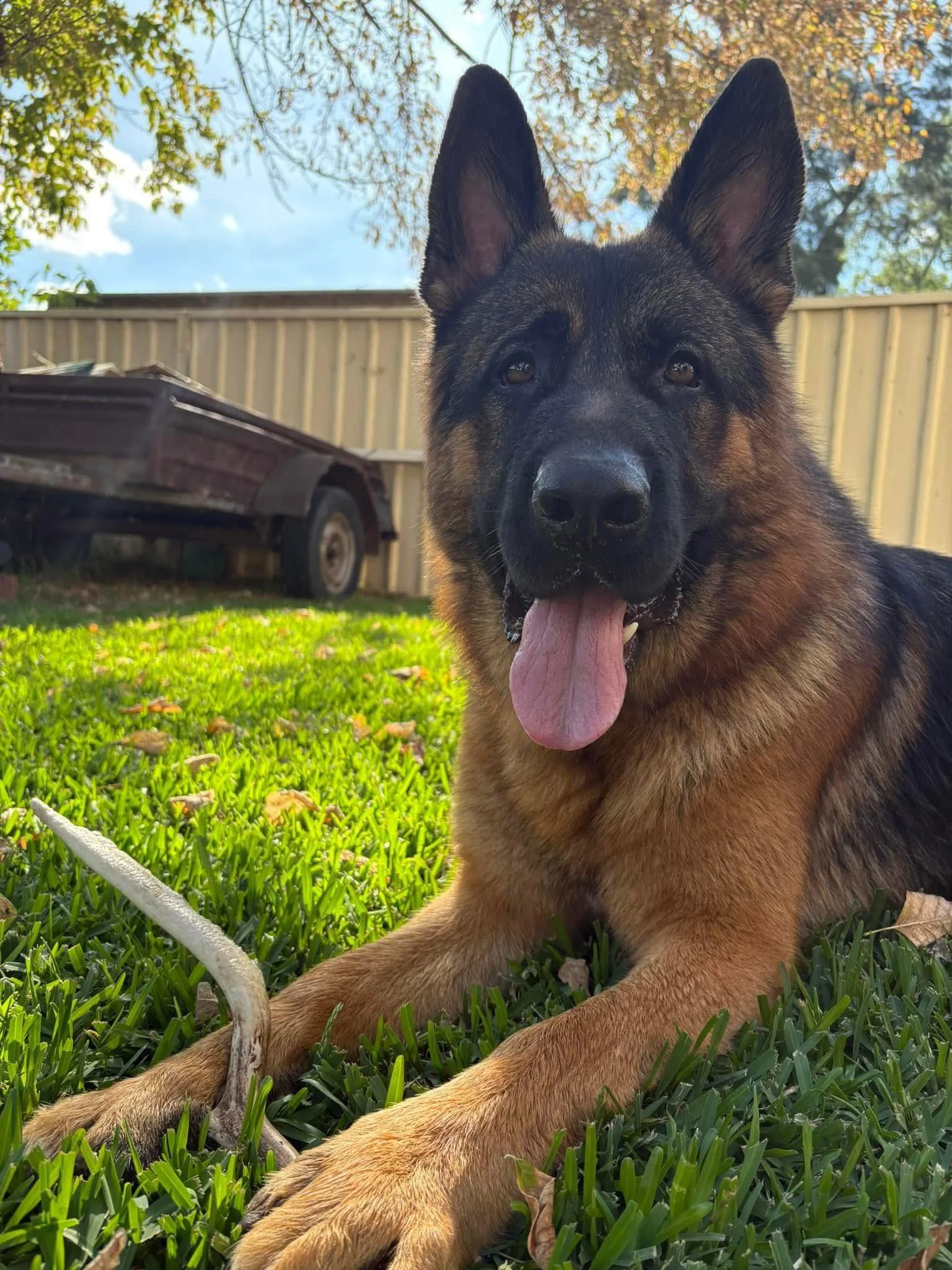 Koba's spoilt every day, but especially on his first birthday