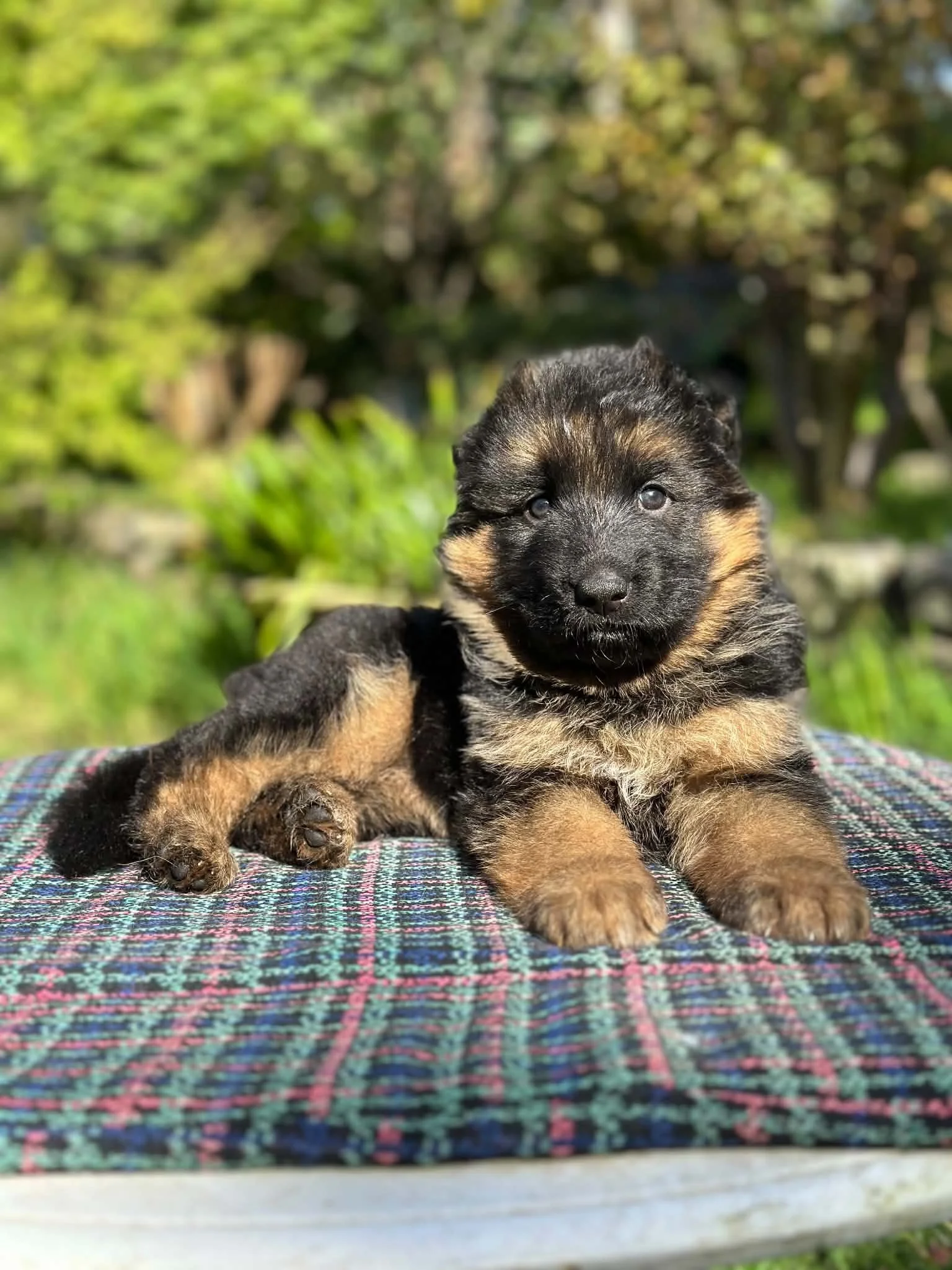 Pink girl (LSC) at five weeks