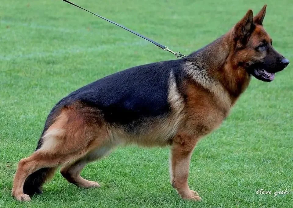 Sire: Alwin vom Haus Nesgen (IMP DEU)