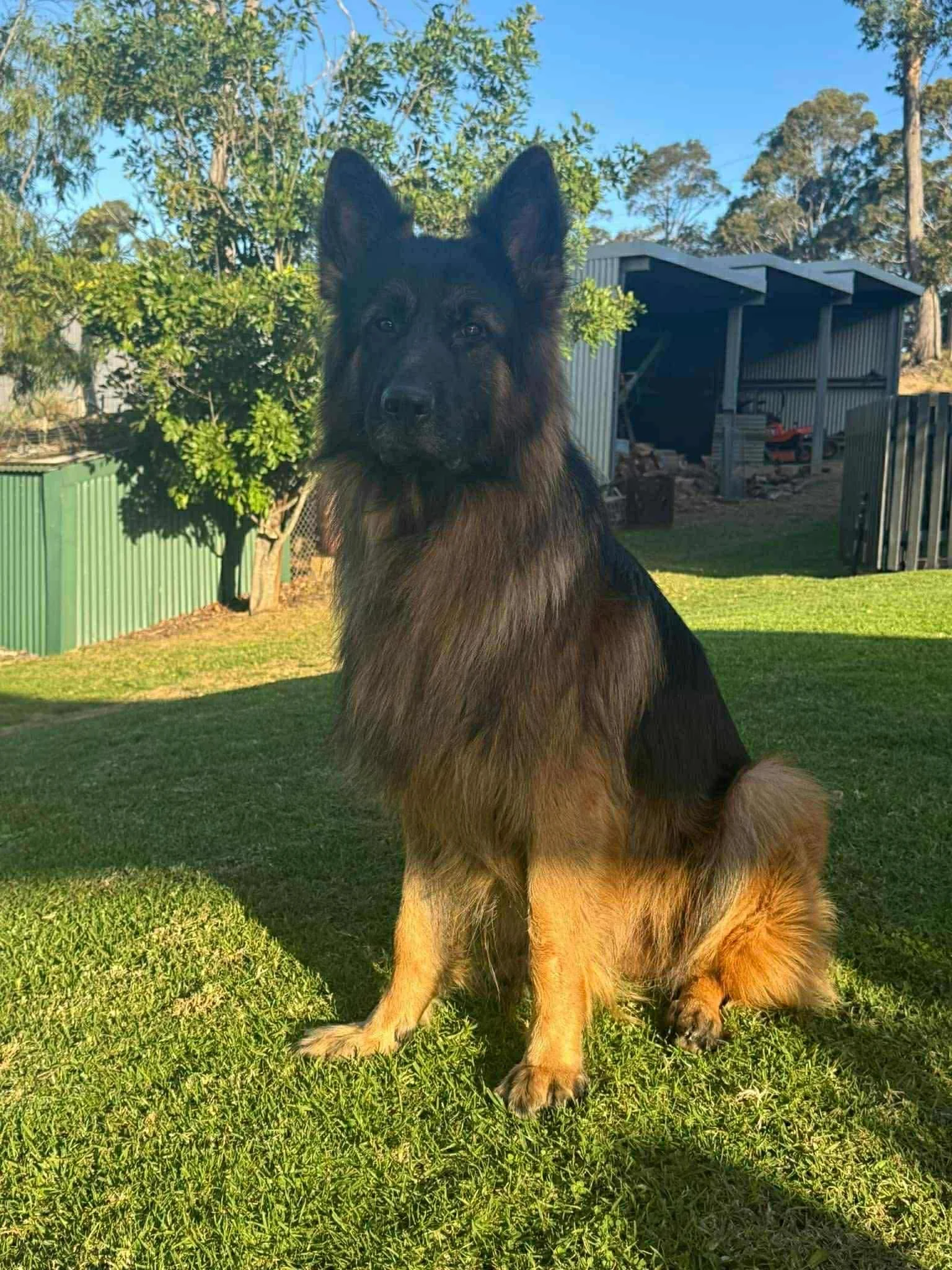 Wilson (orange collar boy) at 2.5 years