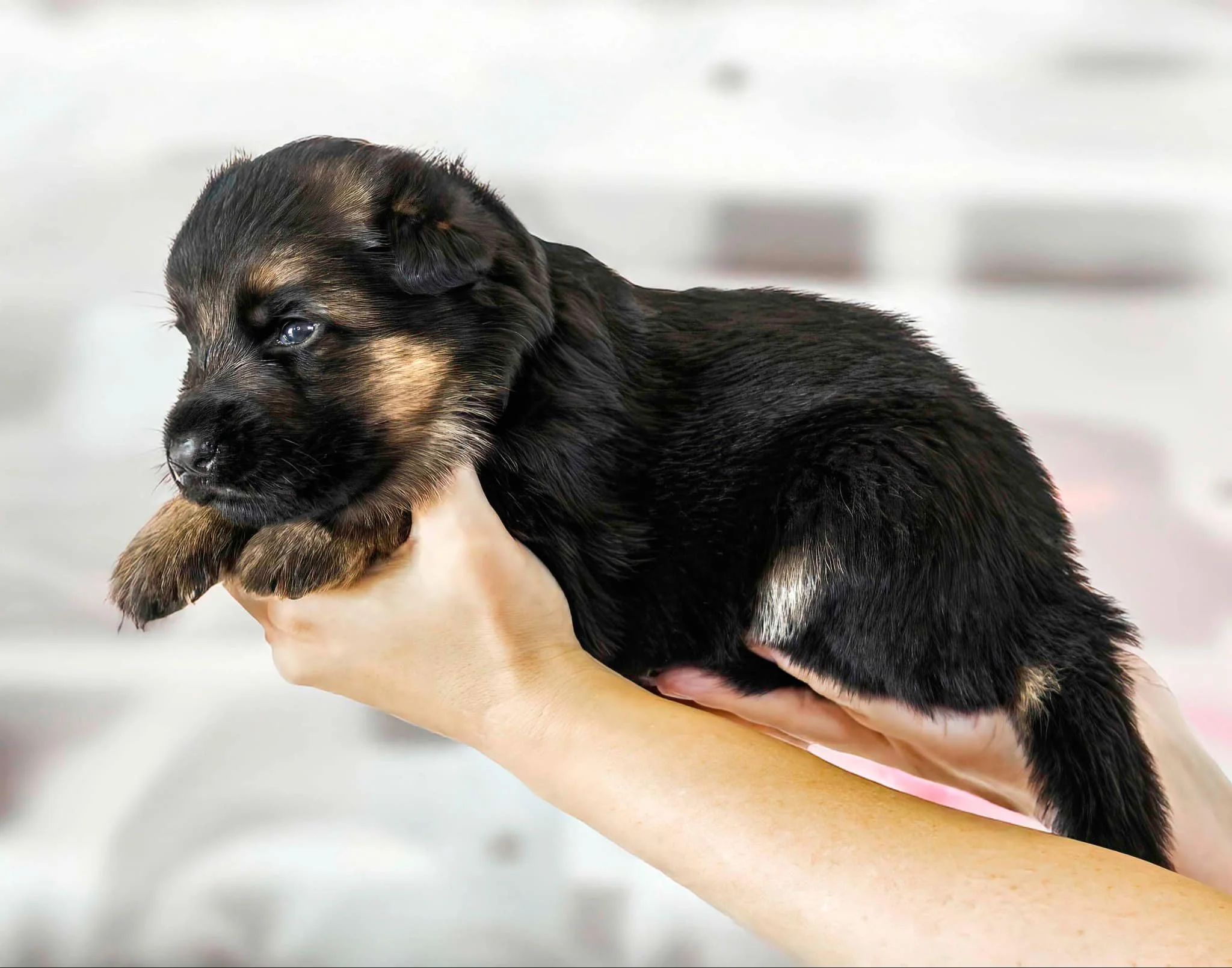 Grey collar boy at three weeks