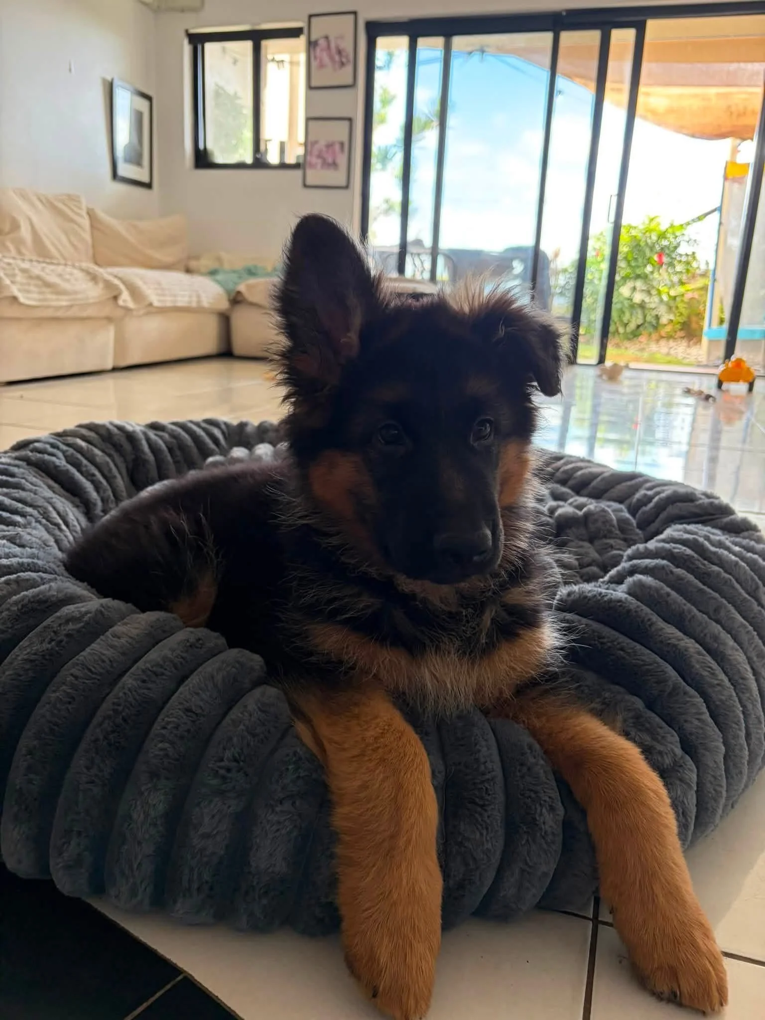 Bindi settling in at home