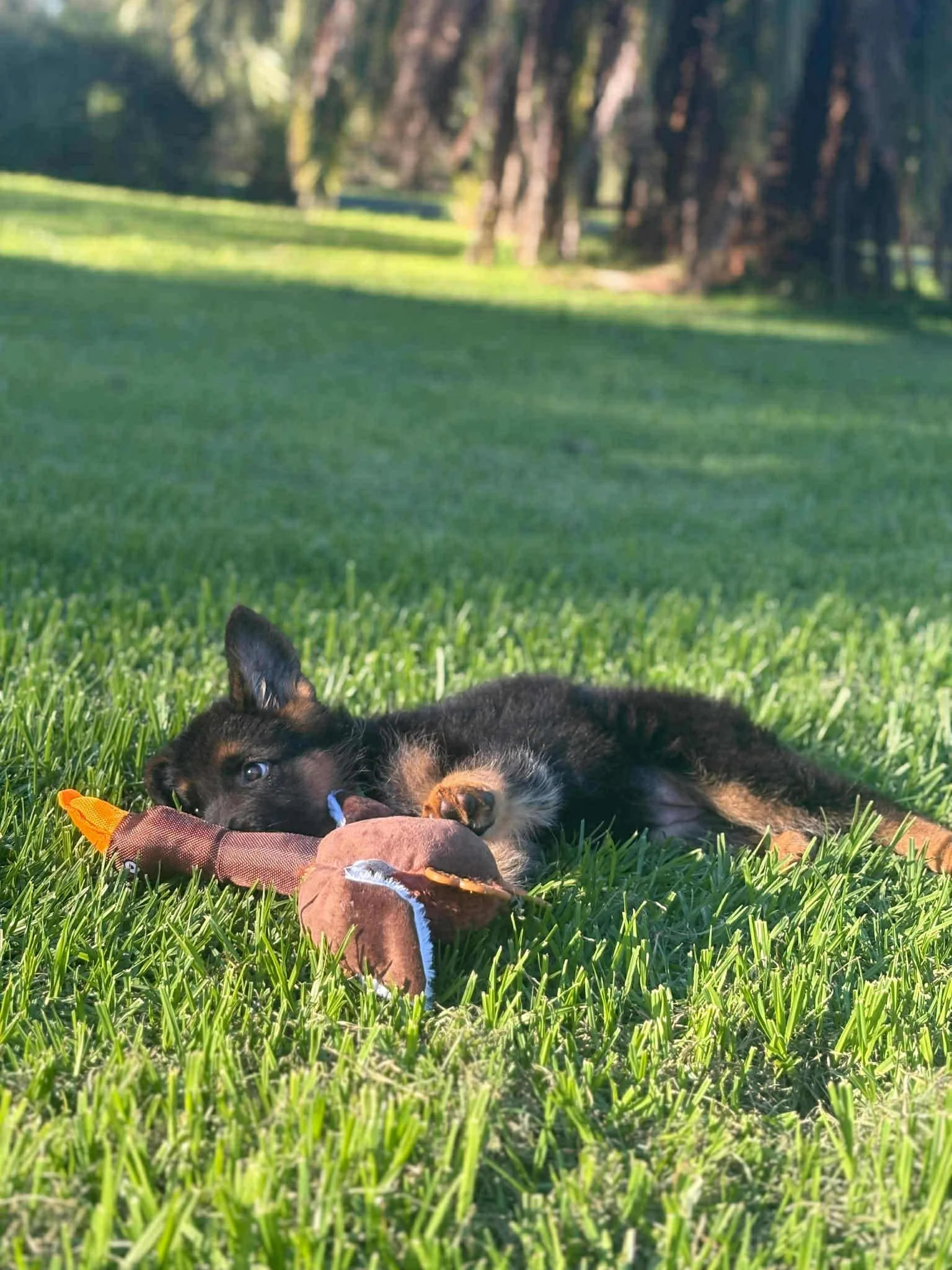 Willow (green collar girl) settling into her forever home