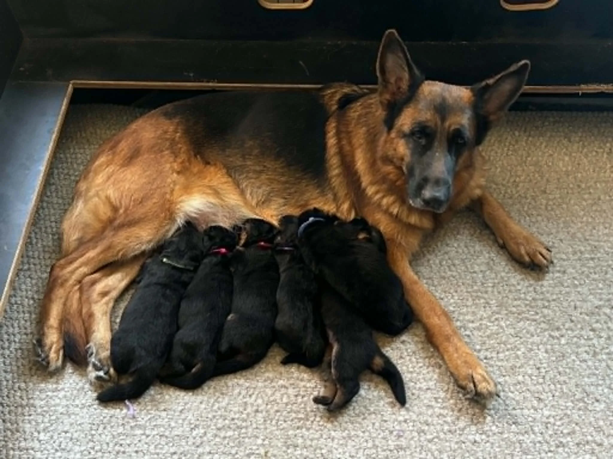 Two weeks old and freshly wormed