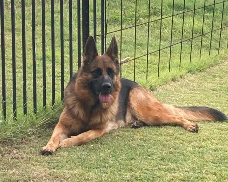 Willow at 1 year & 11 months who resides in Northern QLD