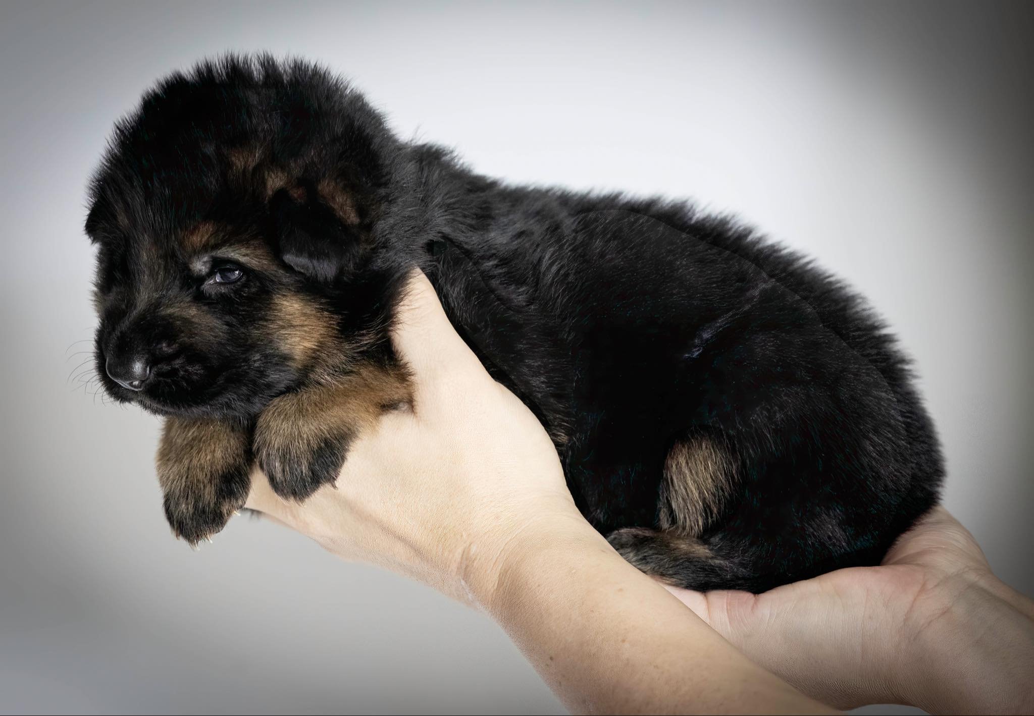 Light blue collar - boy - at two and a half weeks