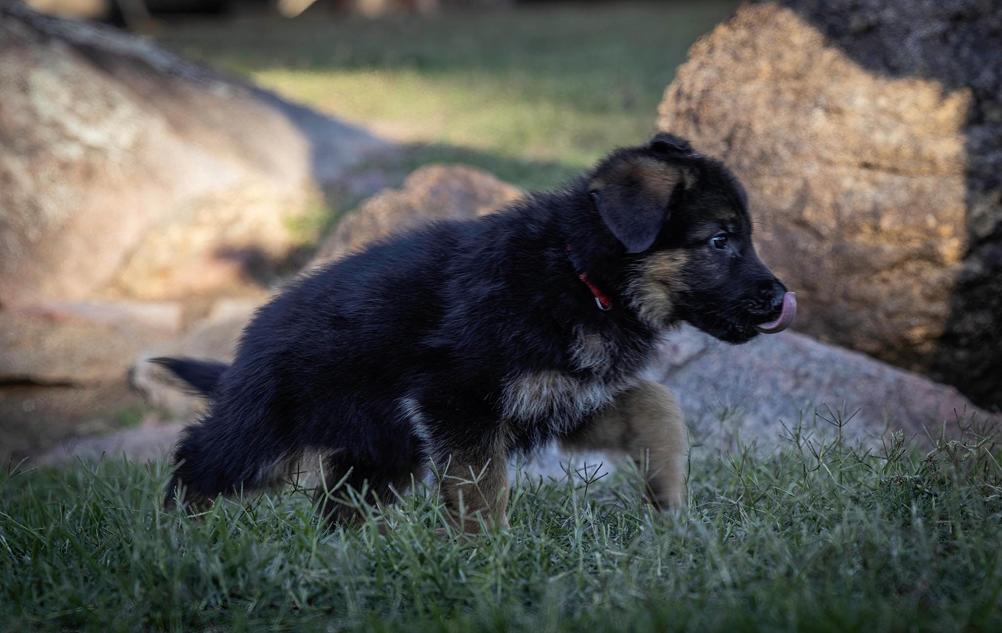 Red boy at seven weeks