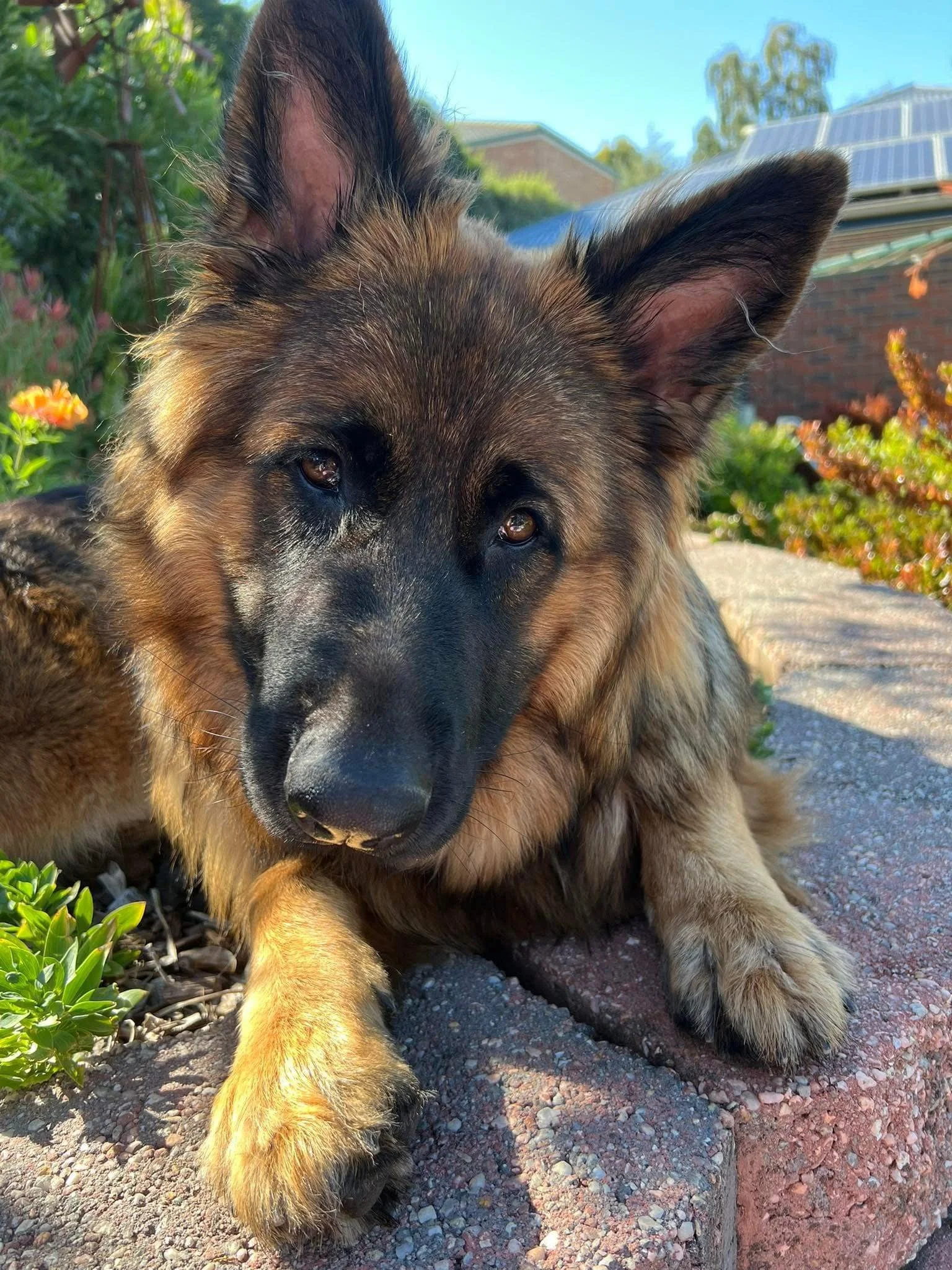 Maisie at one year old