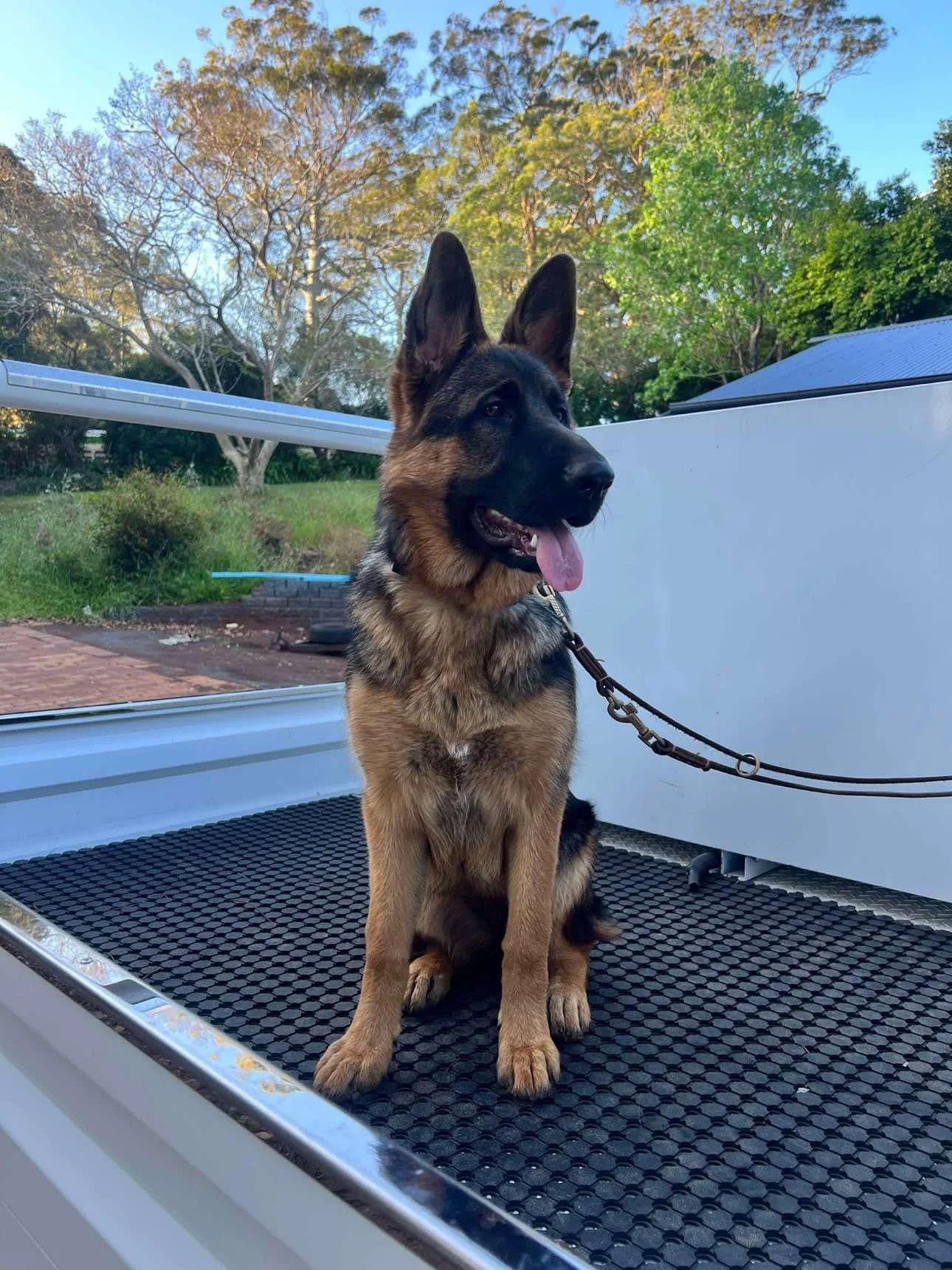 Zoe loves the back of the ute