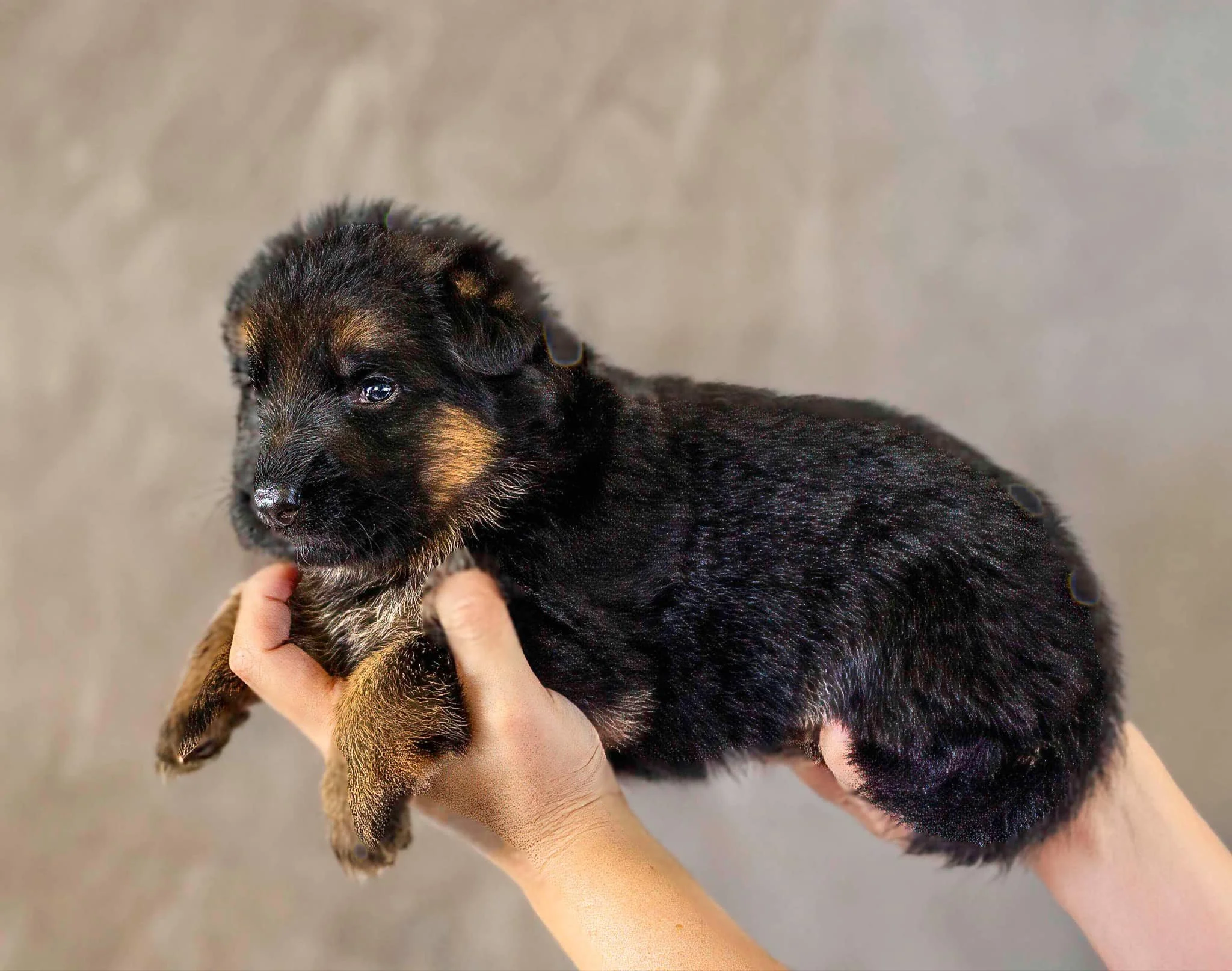 Green collar girl at three weeks