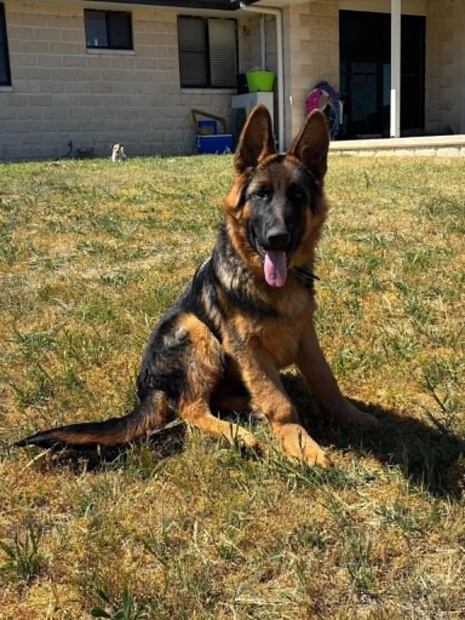 Diego at 5 months old - Tenterfield, NSW