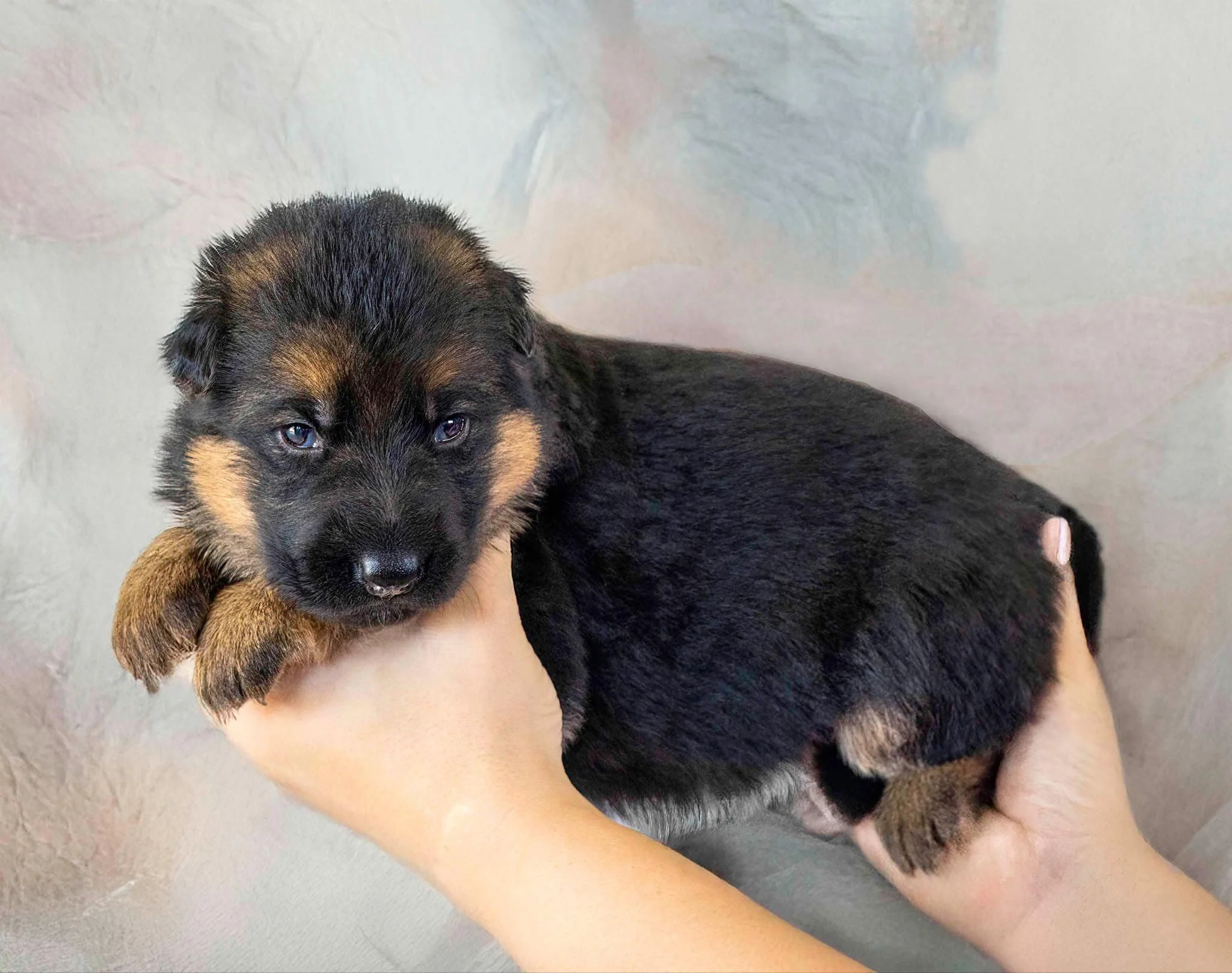 Yellow collar girl at three weeks