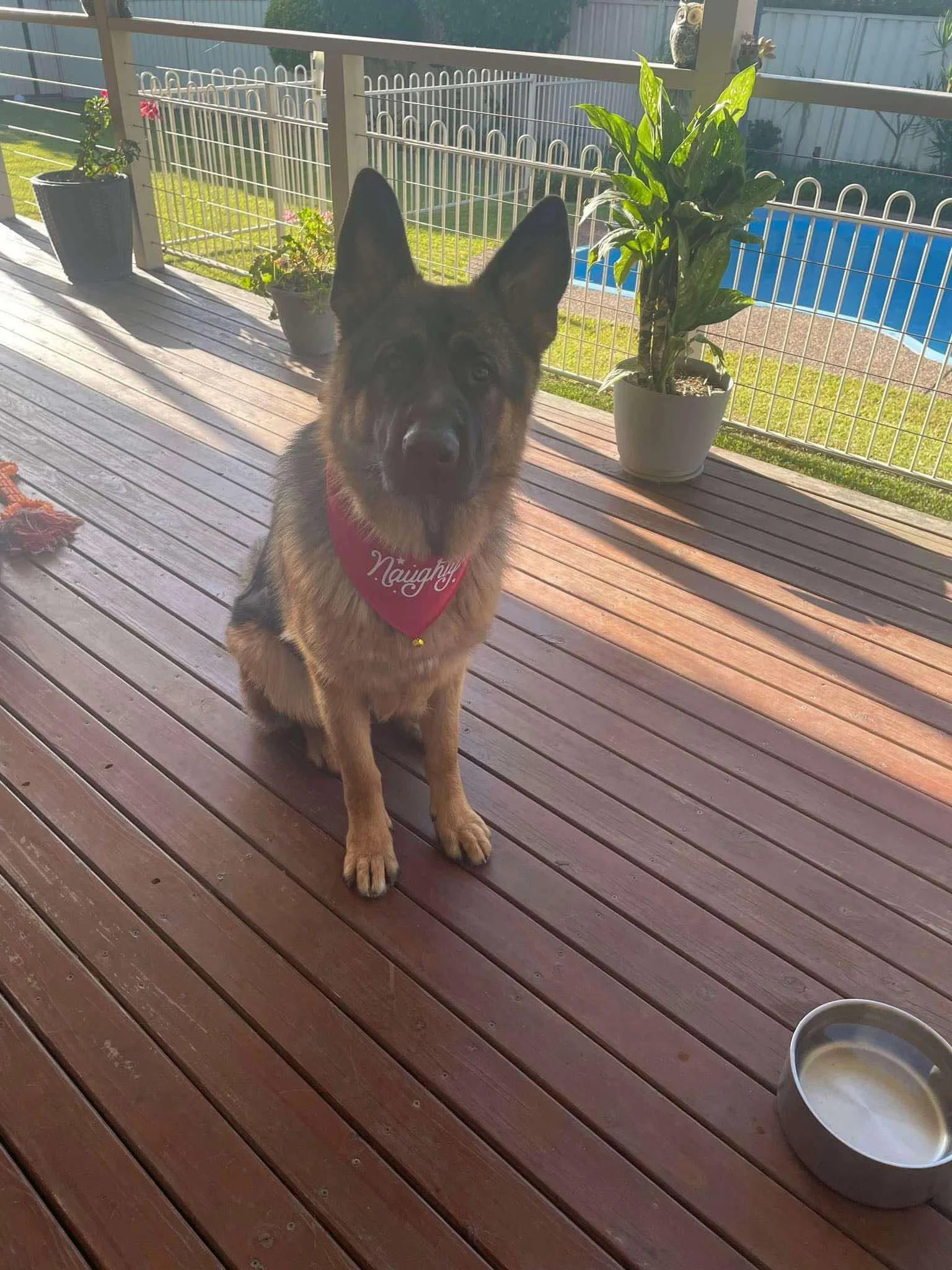 Koba on Christmas Day!