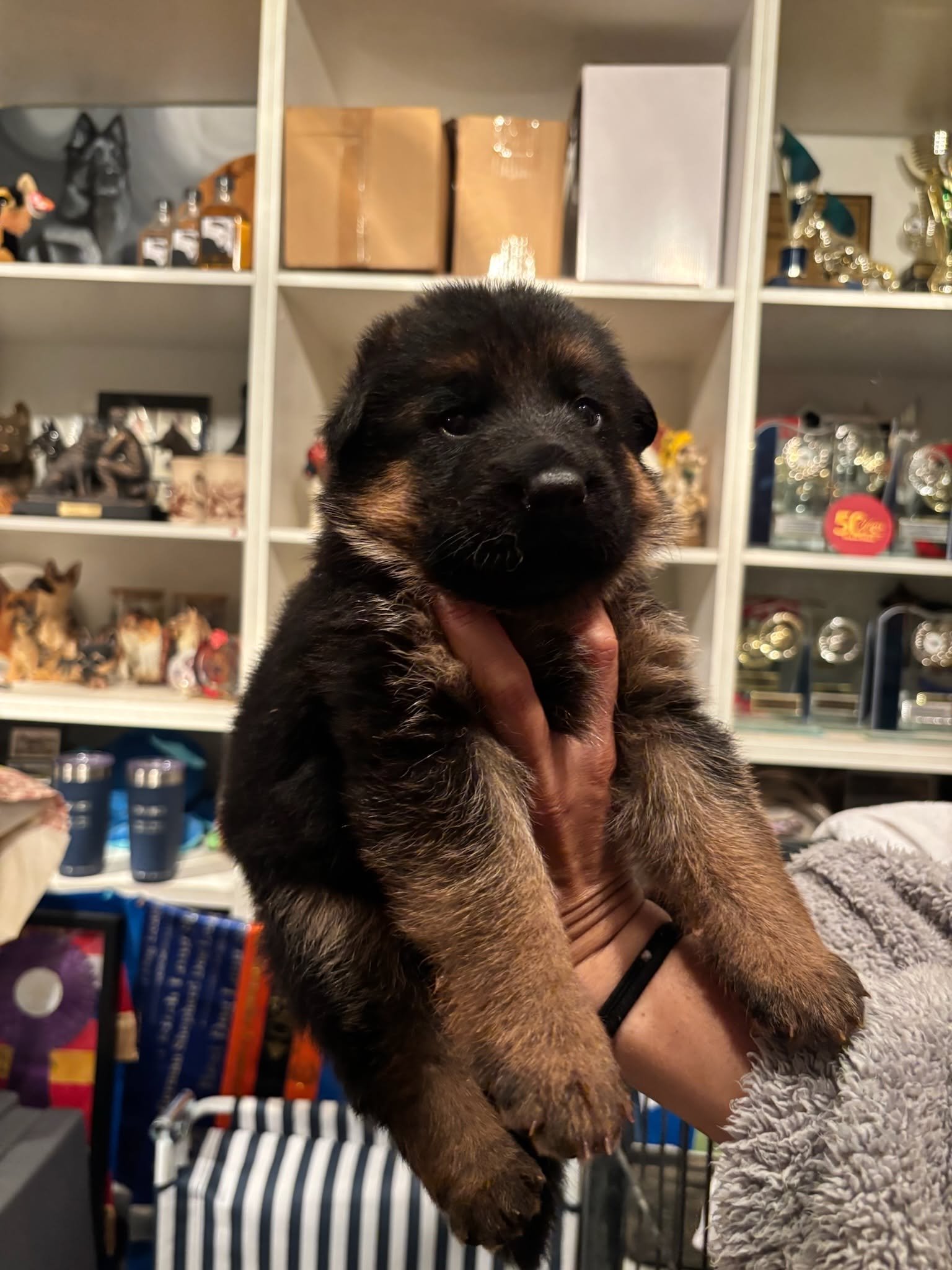 Red boys approaching four weeks