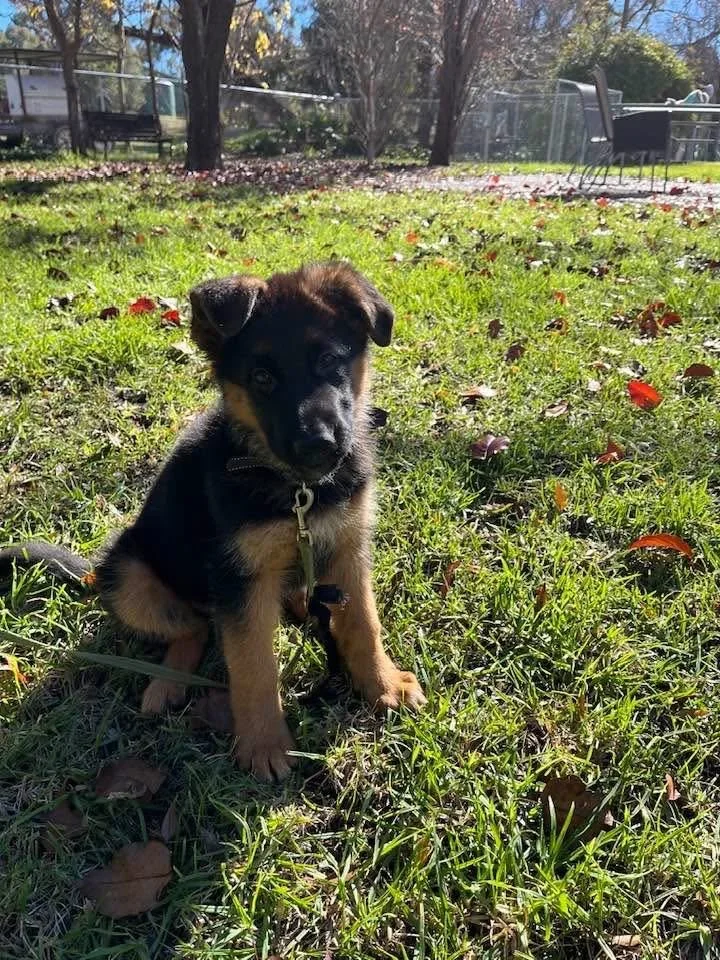 Waesterin settling in at home (green girl)