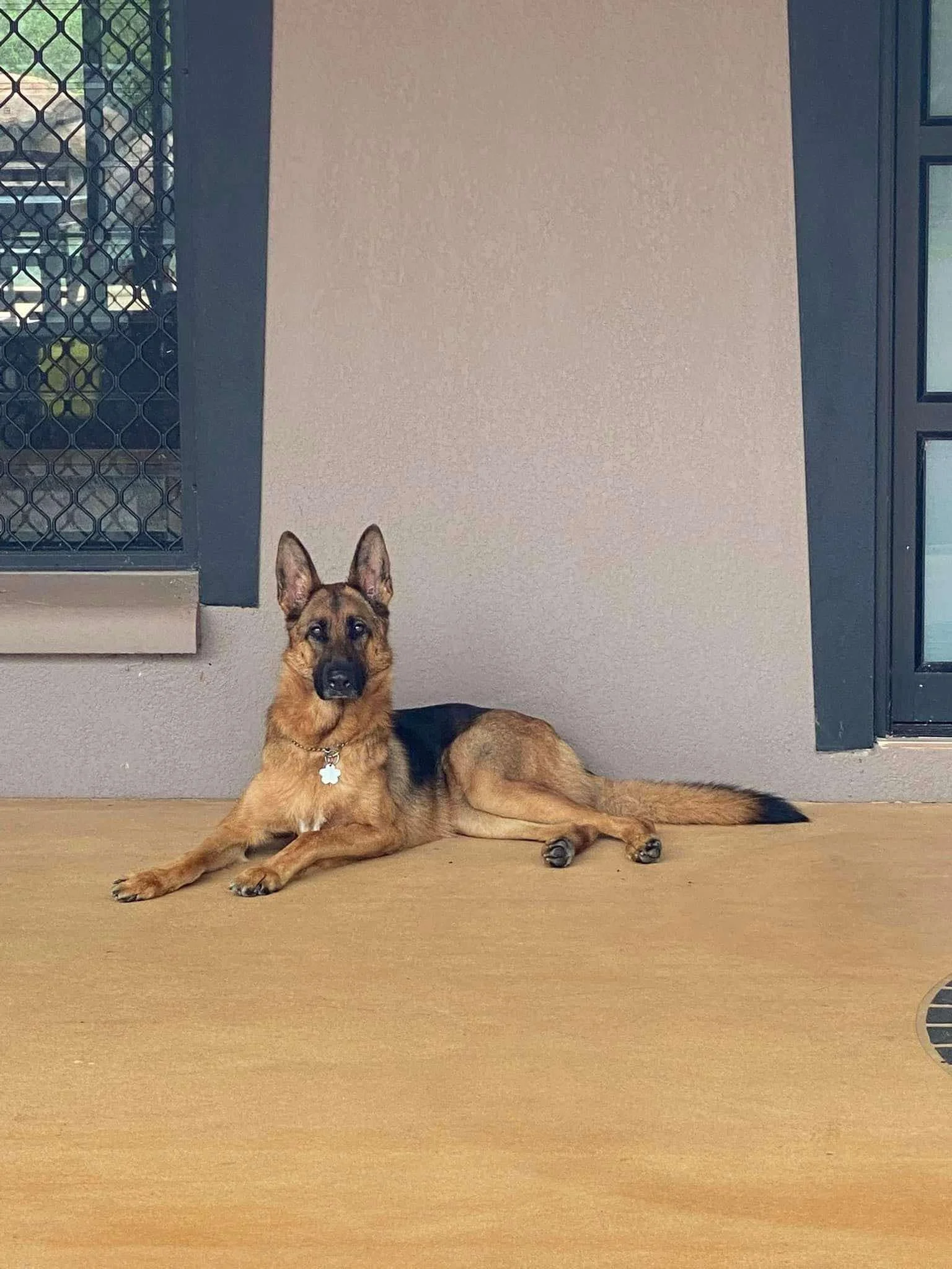 Marli back home in NT from her road trip around Australia with her lovely owners