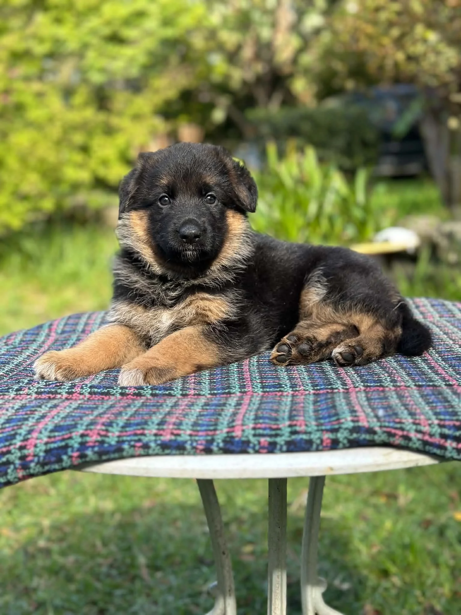 Green girl at five weeks