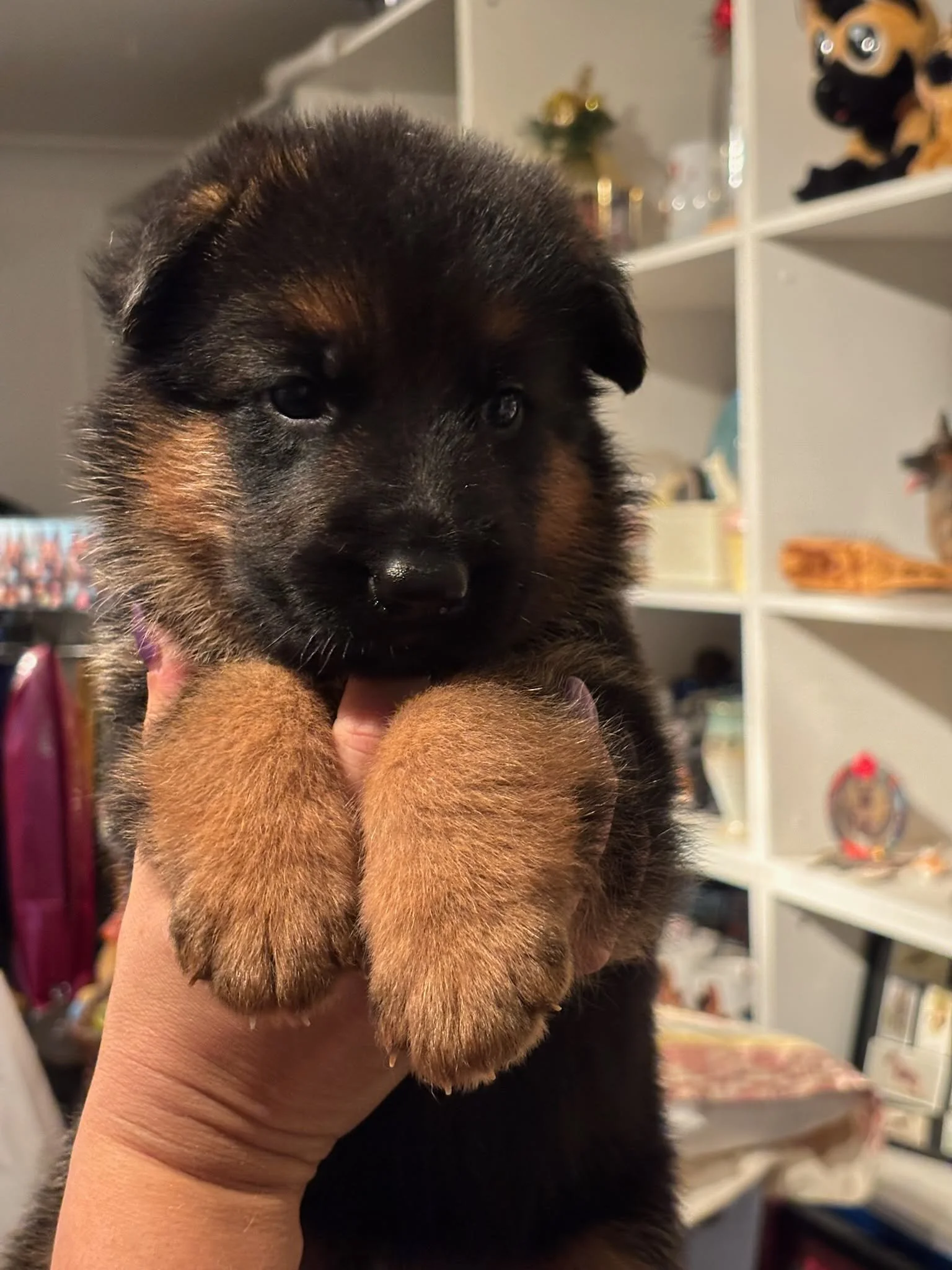 Blue boy at four weeks
