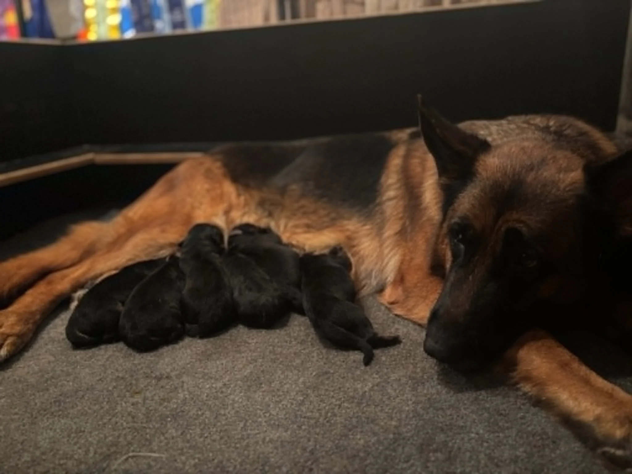 Anja welcomed six beautiful babies into the world (four girls and two boys)