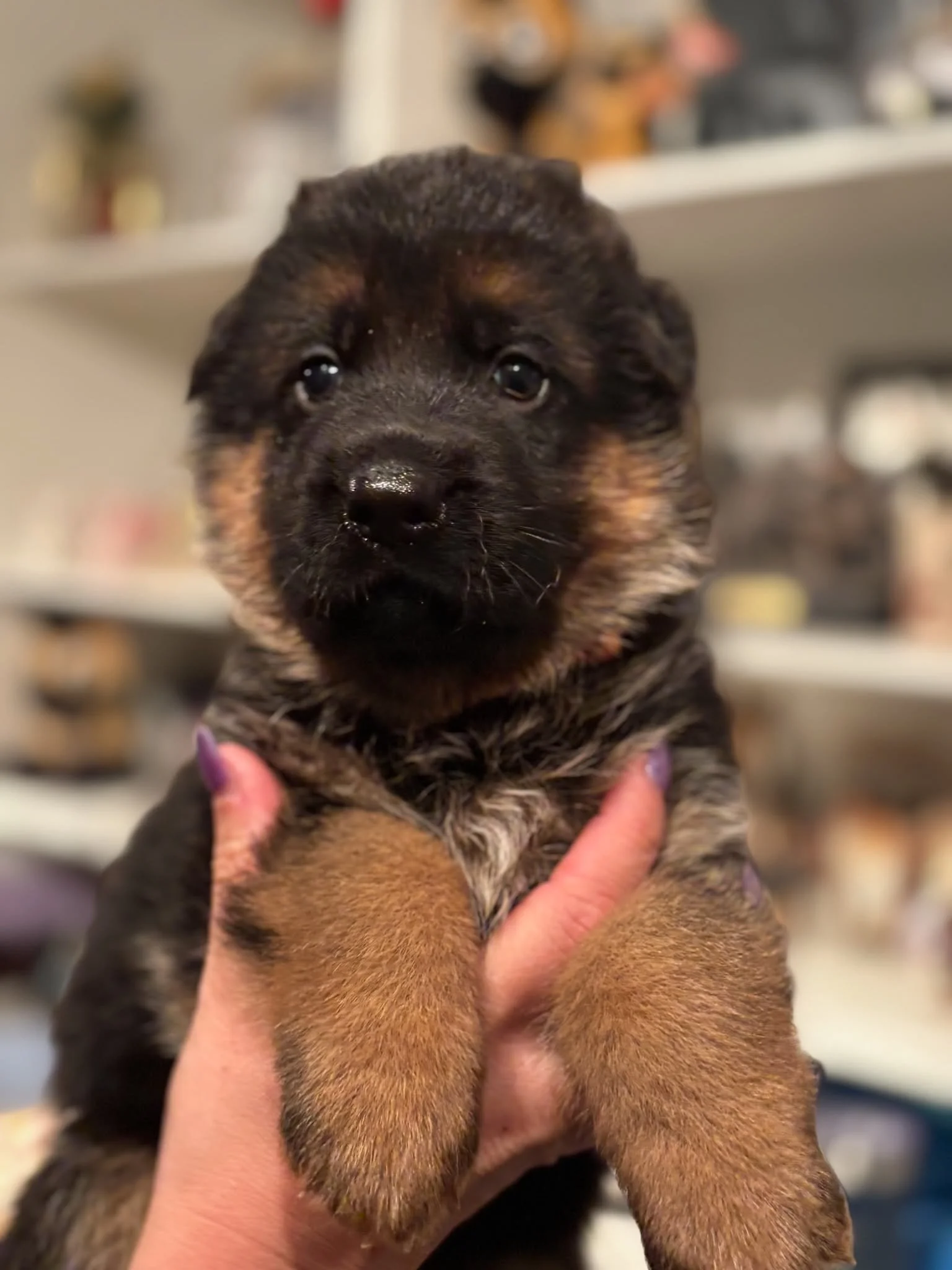 Orange girl at four weeks