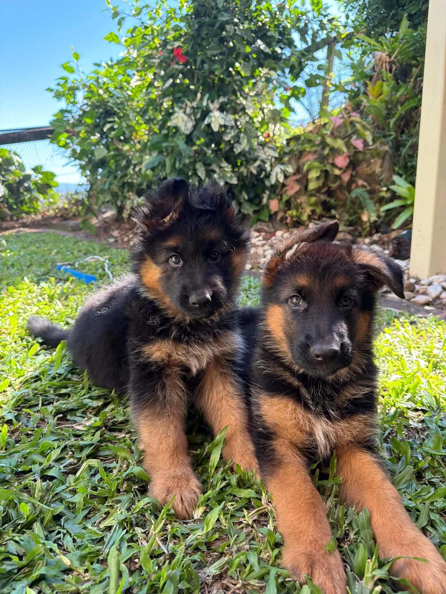 The two siblings hanging out in QLD on arrival