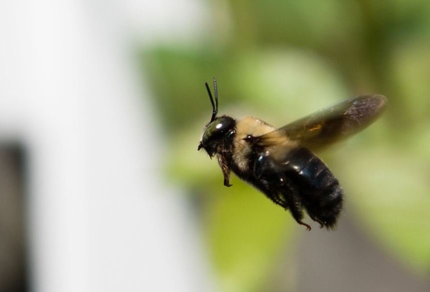 Learnings from a little bee.