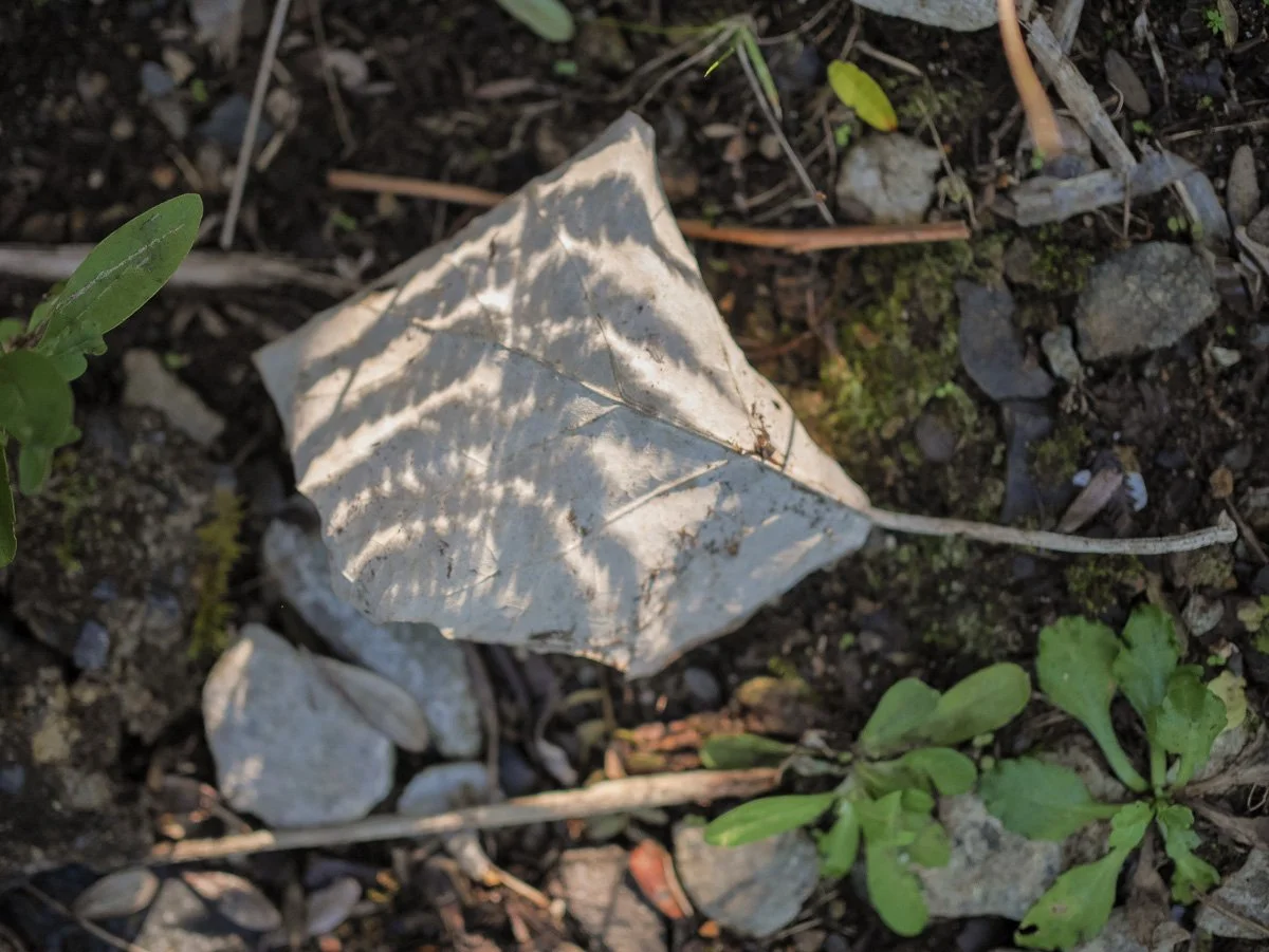 Coromandel Retreat-1080229.JPG