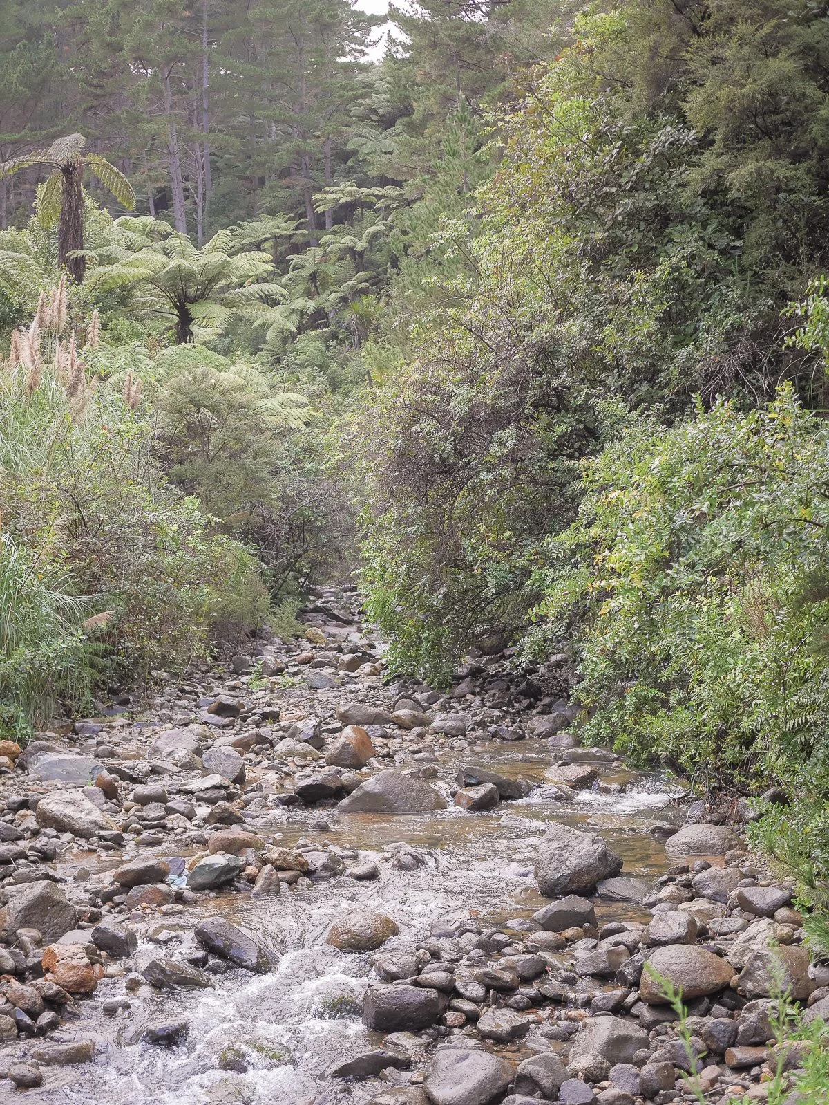 Coromandel Retreat-1080209.JPG