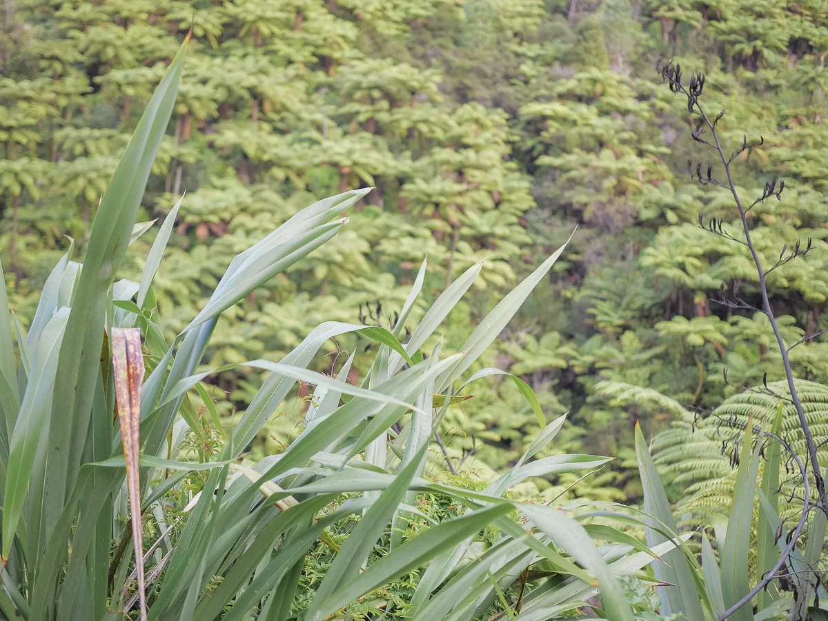 Coromandel Retreat-1080190.JPG