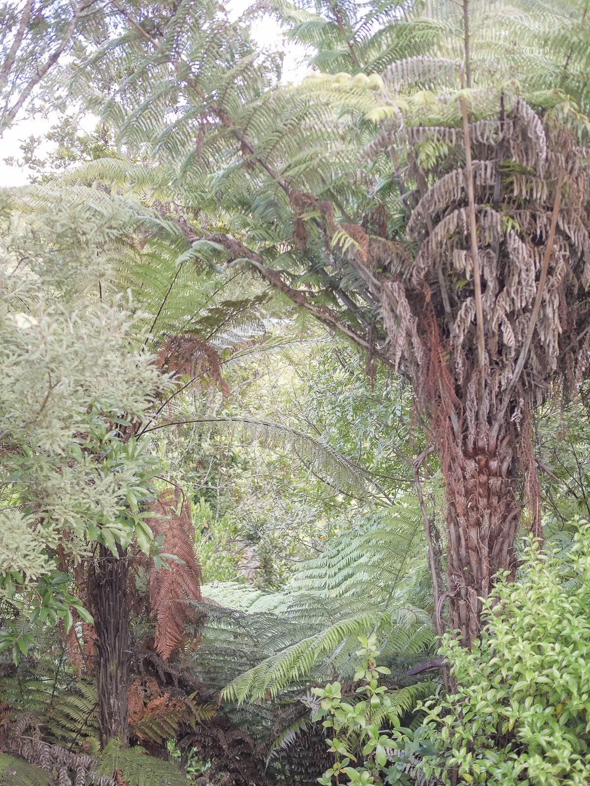 Coromandel Retreat-1080195.JPG