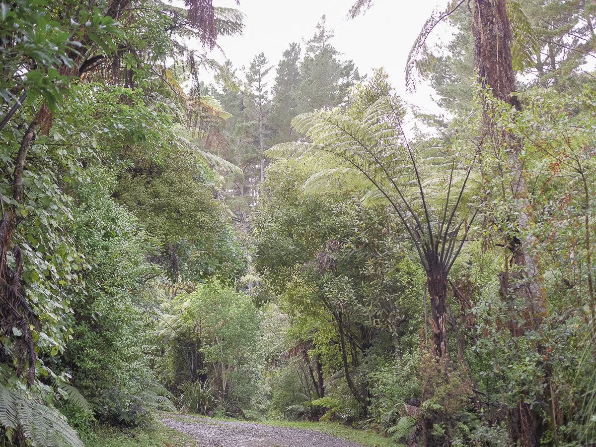 Coromandel Retreat-1080216.JPG