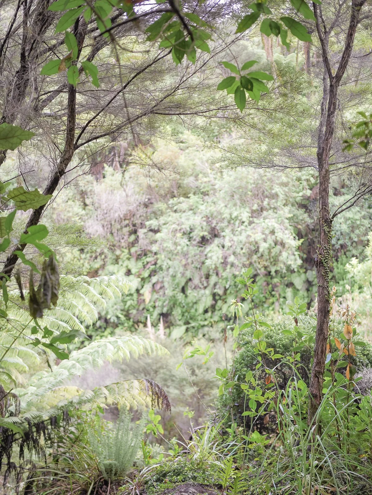 Coromandel Retreat-1080202.JPG