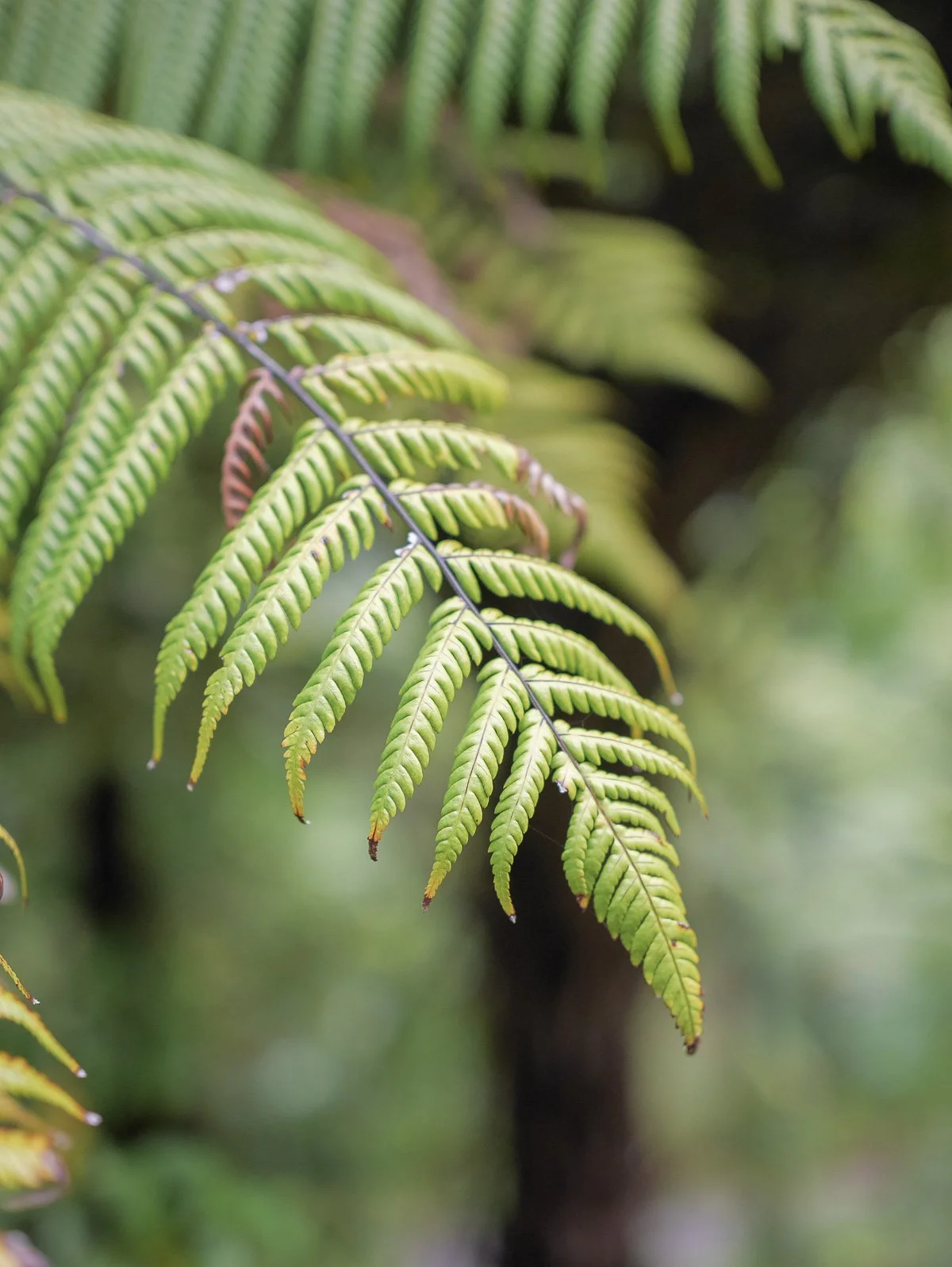 Coromandel Retreat-1080196.JPG